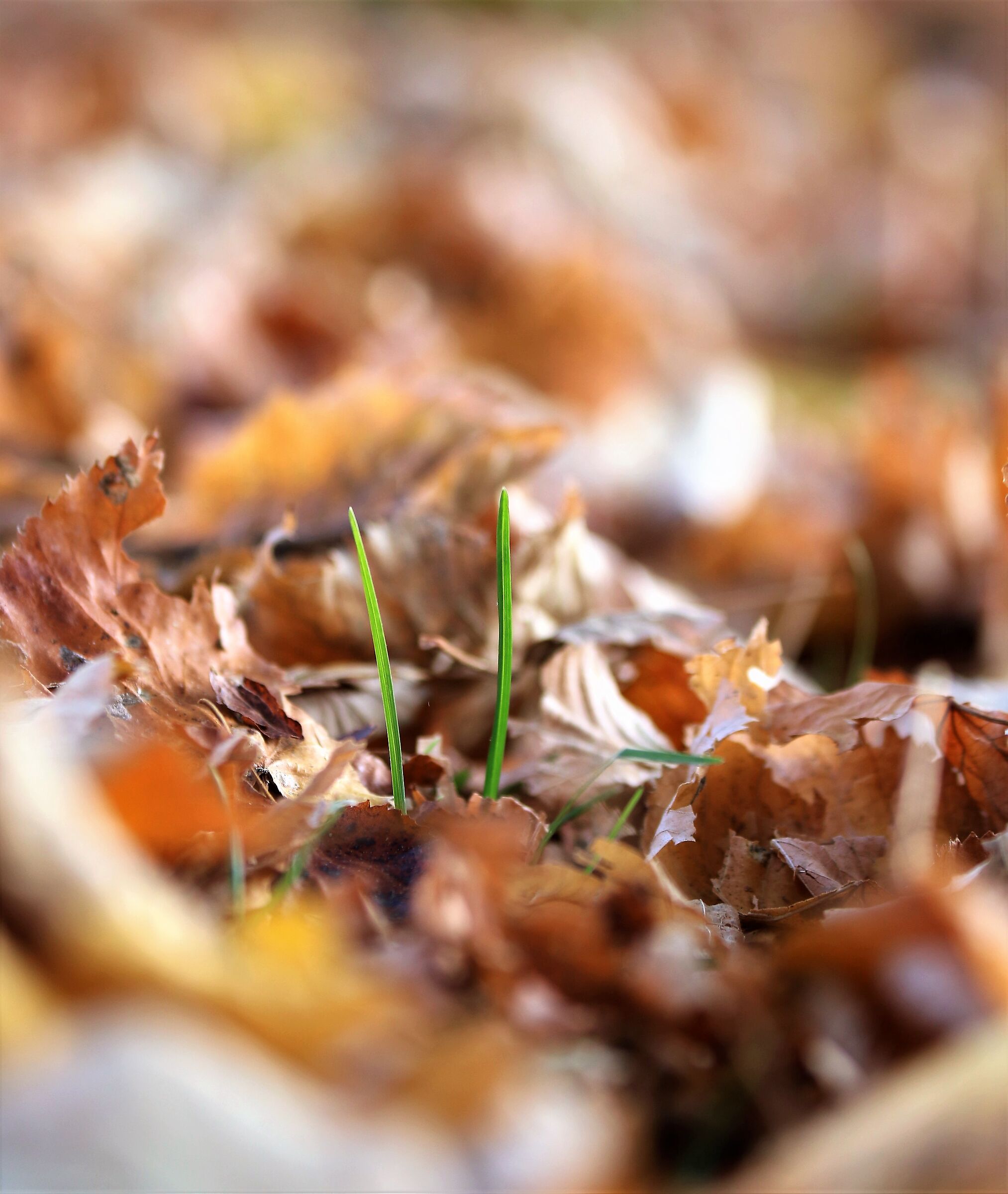 Autunno