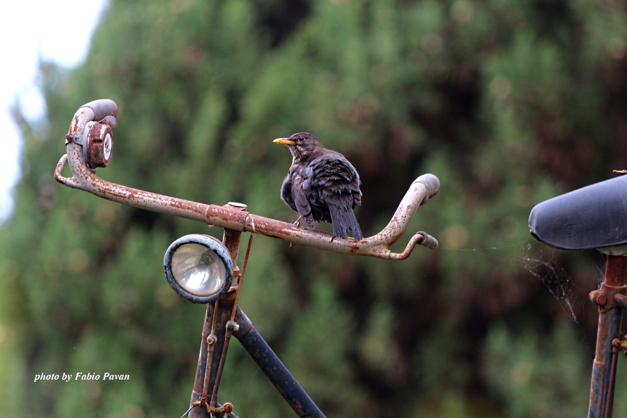 Guarding the old bike ...