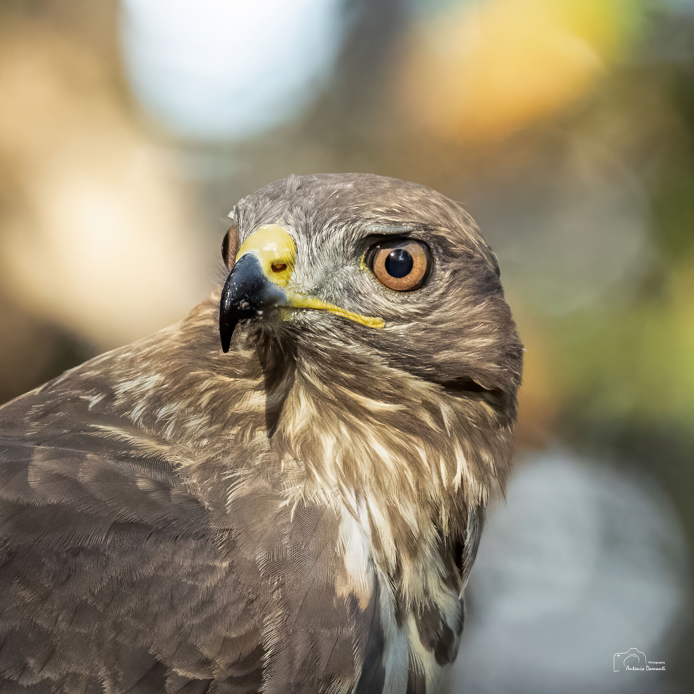 The gaze of the Buzzard