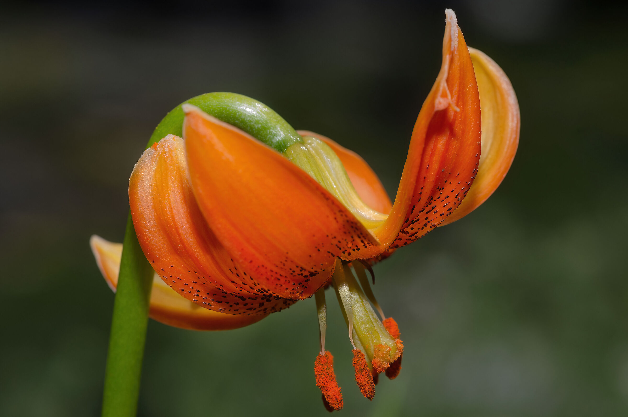 Giglio di Carniola (Lilium carniolicum)