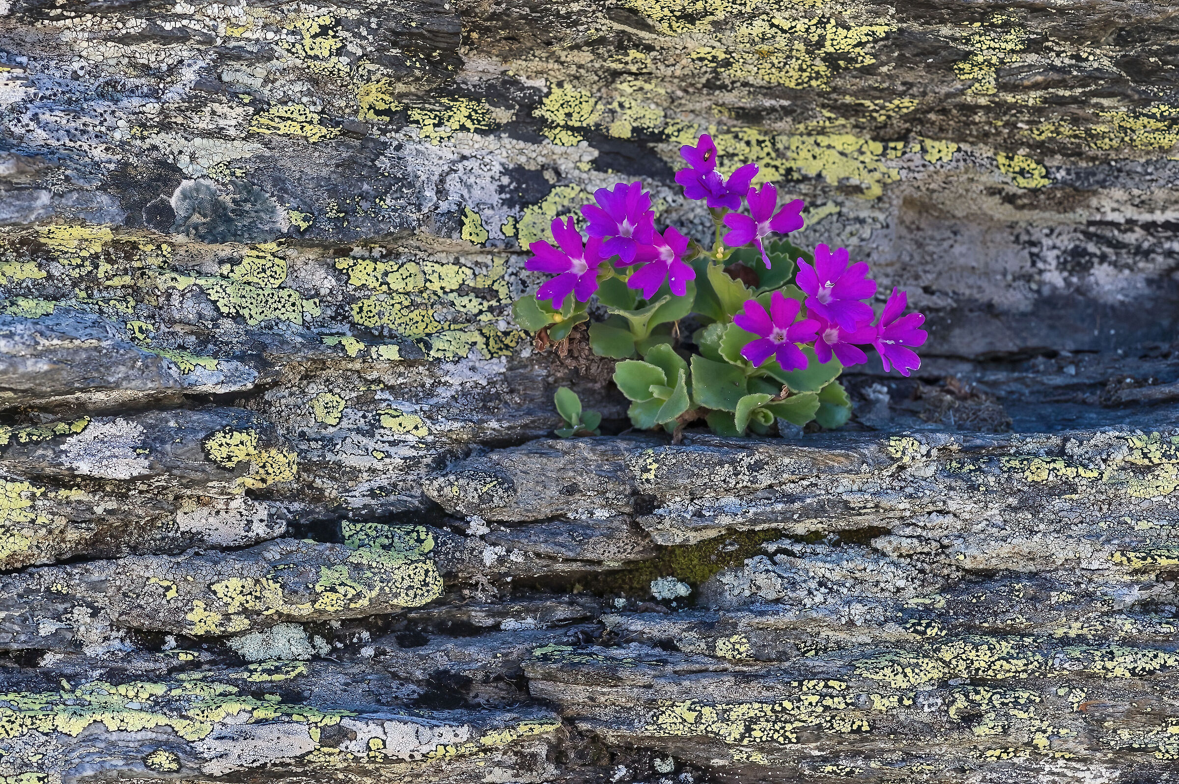 Primula daonensis