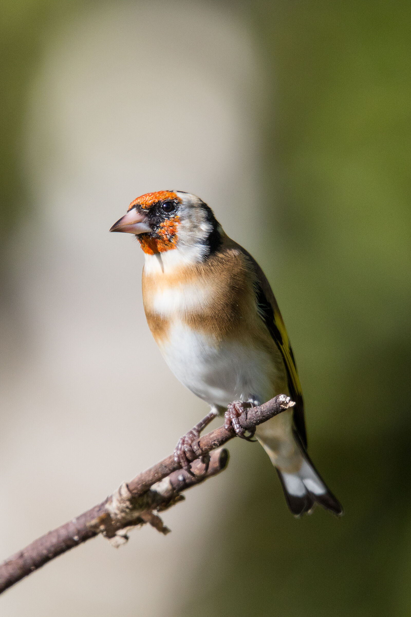 goldfinch