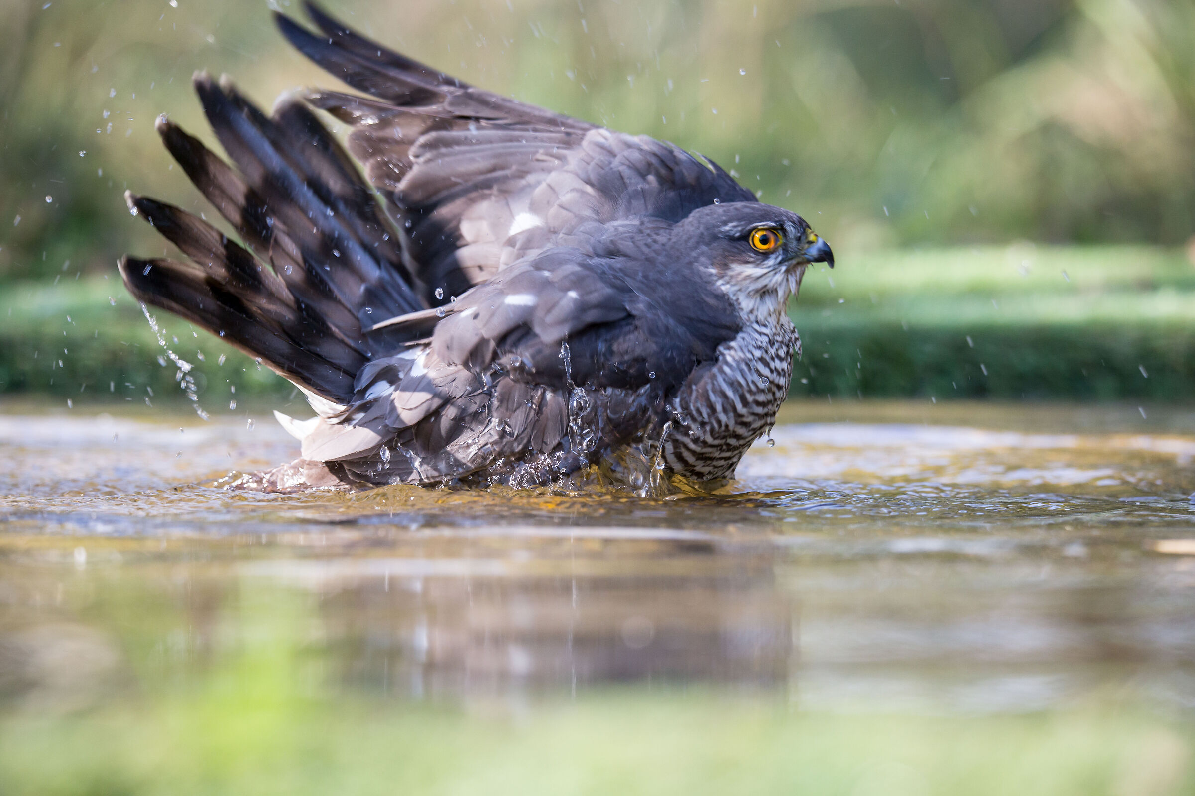 Sparrowhawk at the bath