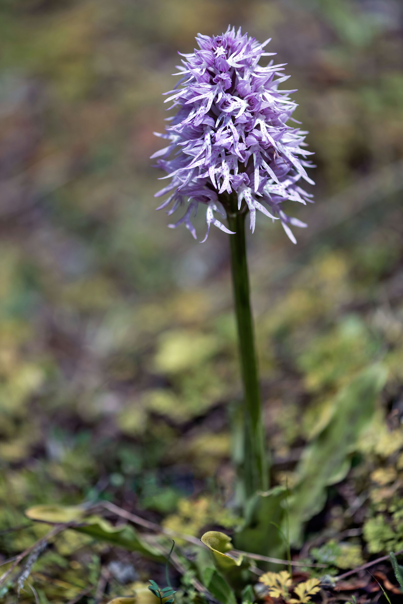 Orchidea selvatica