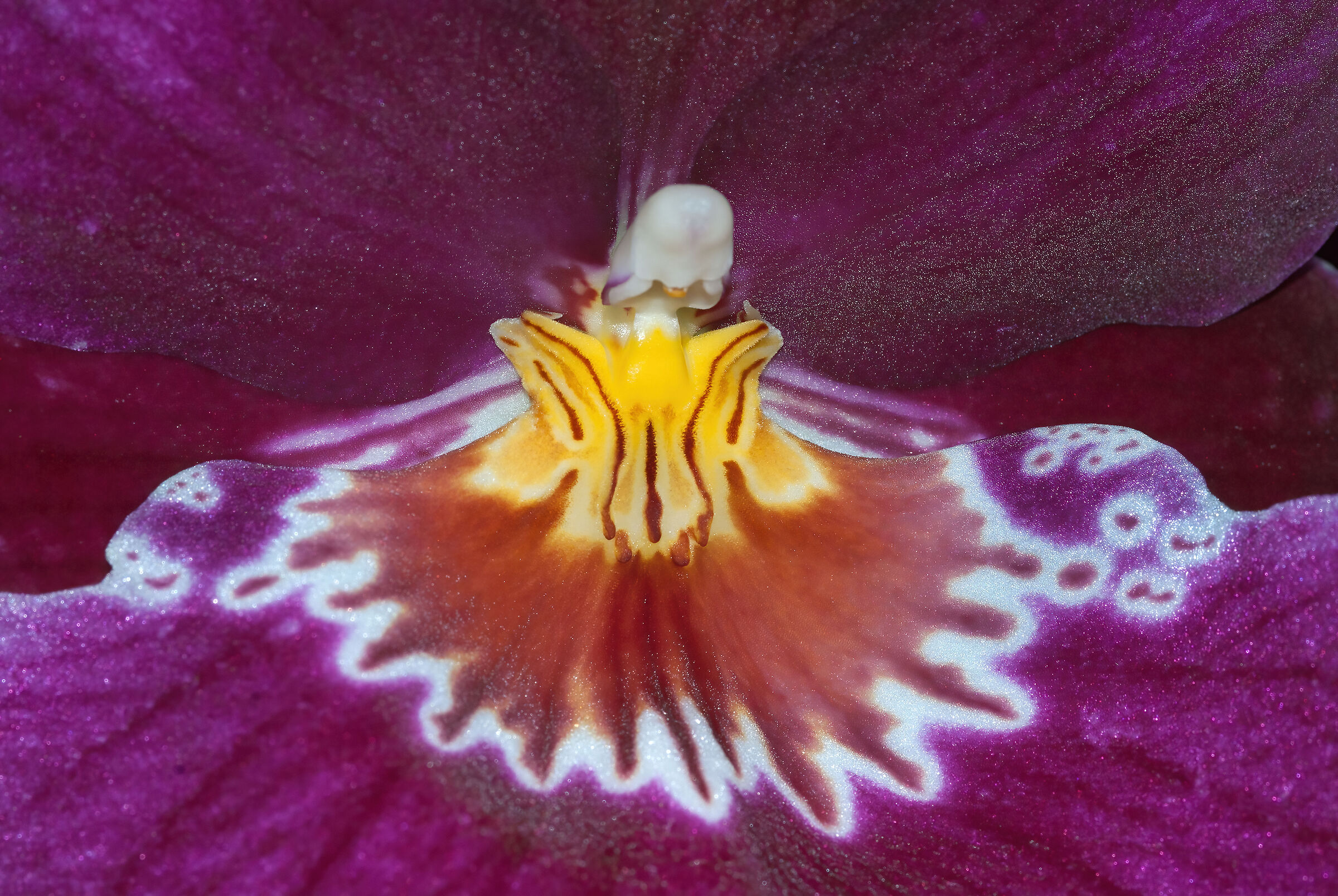 Orchidea coltivata