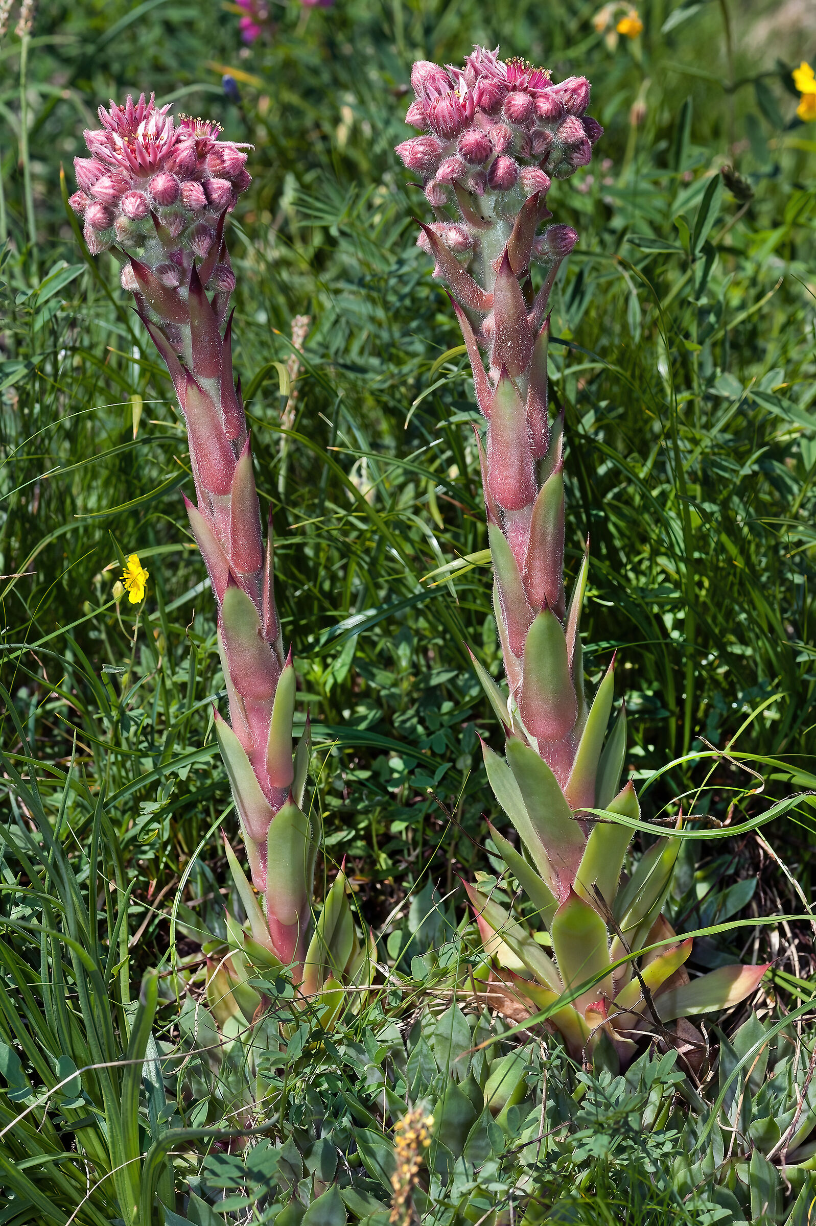 Sempervivum montanum
