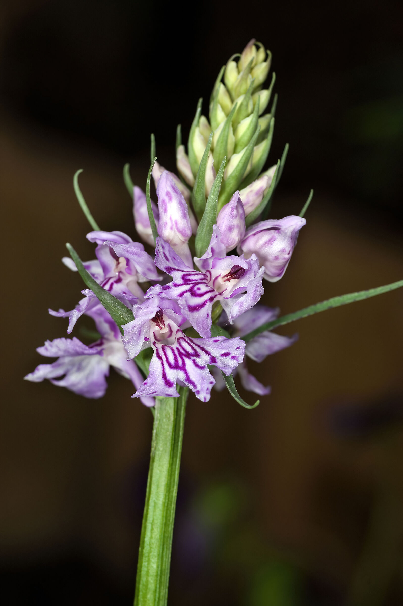 Dactylorhiza maculata