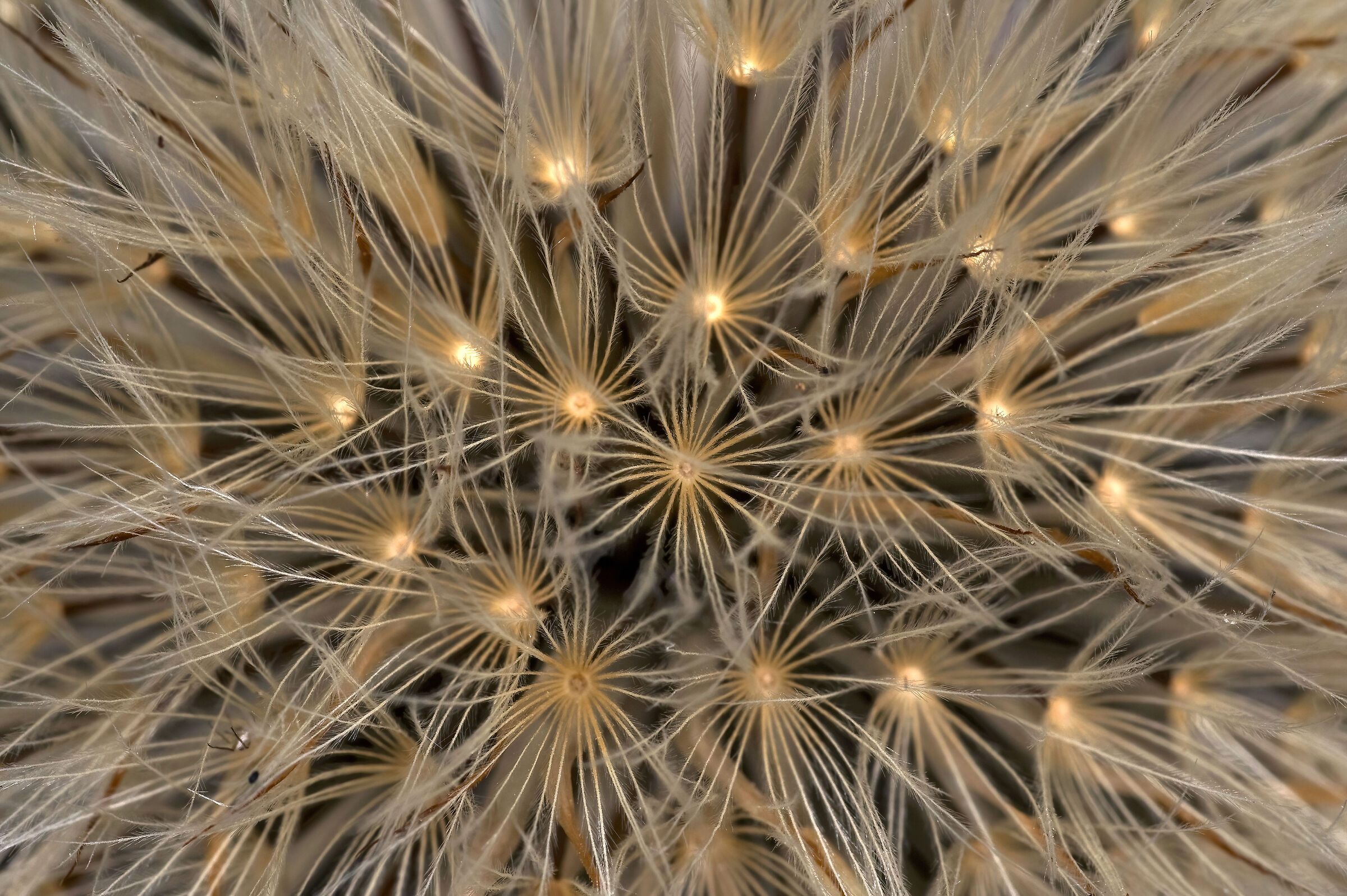 Soffione (Taraxacum officinale)