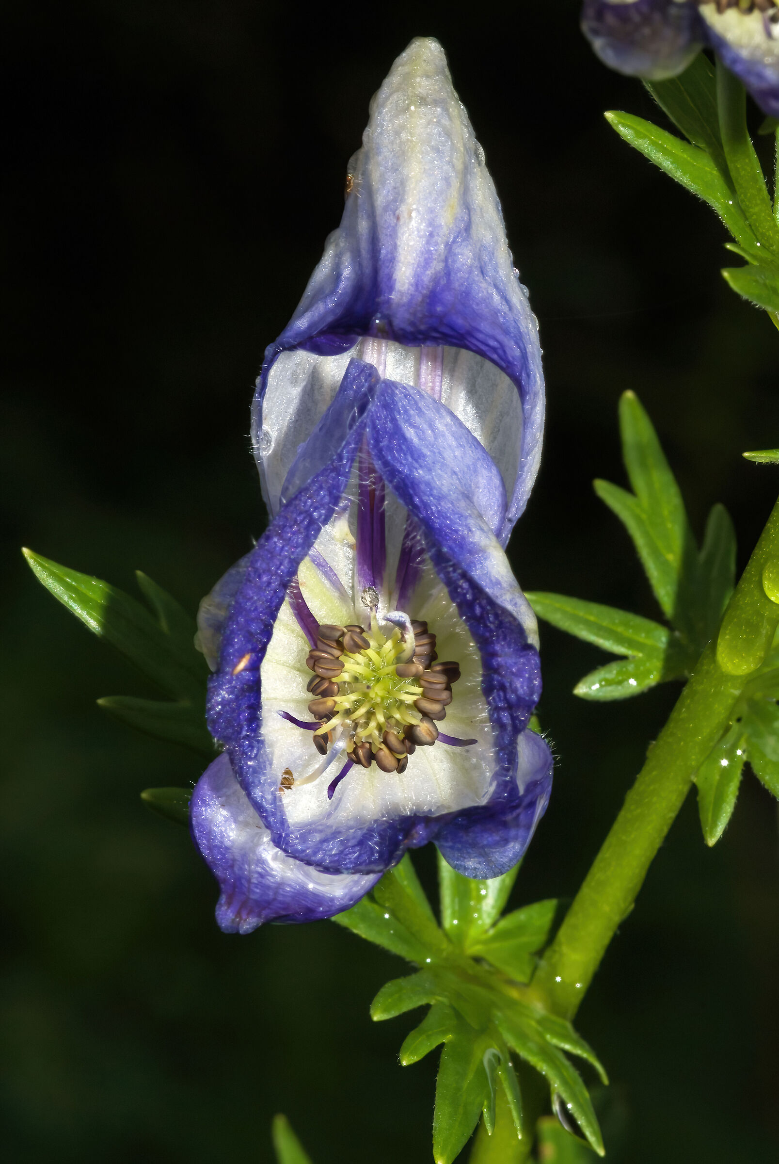Aconitum napellus