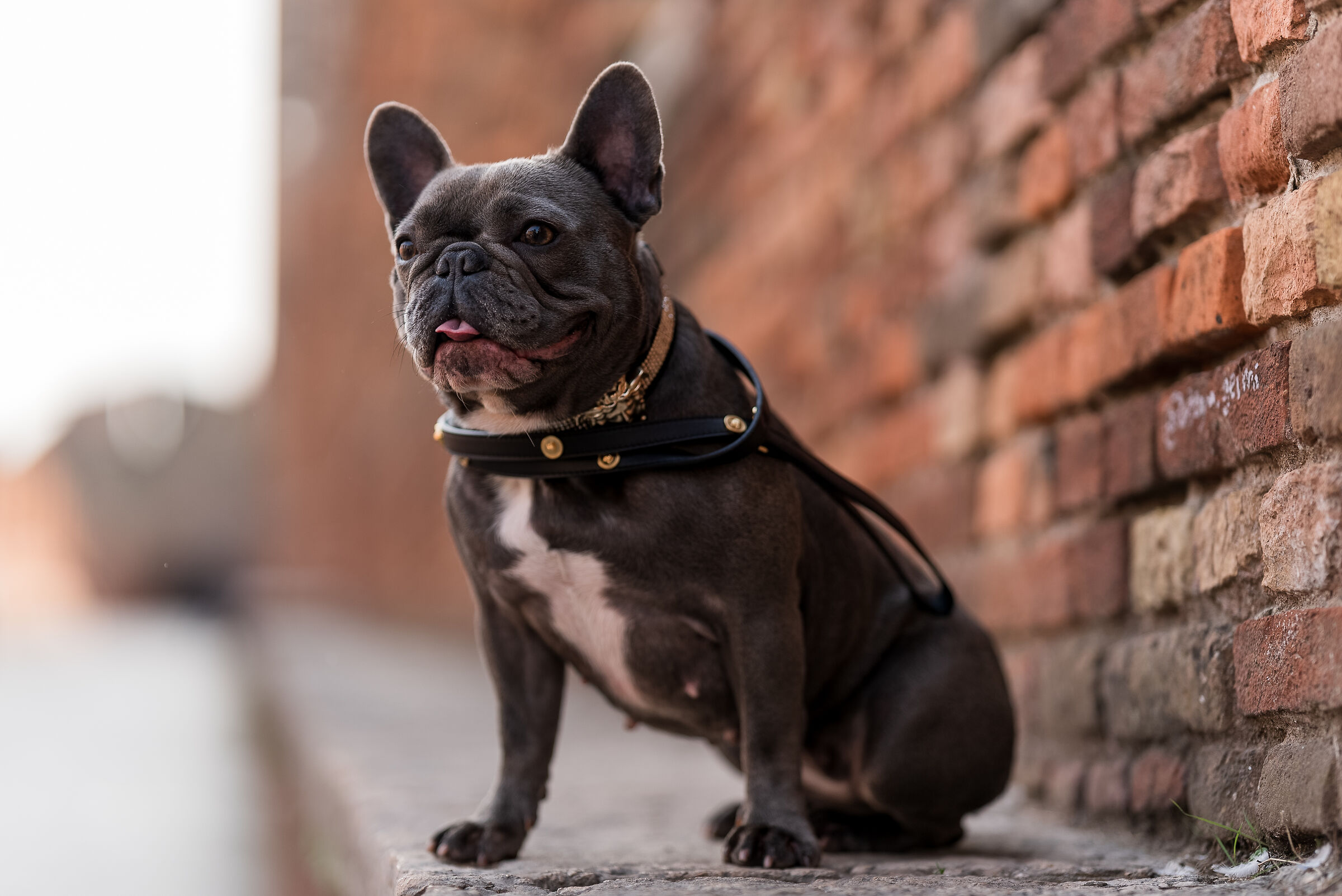 Little dog