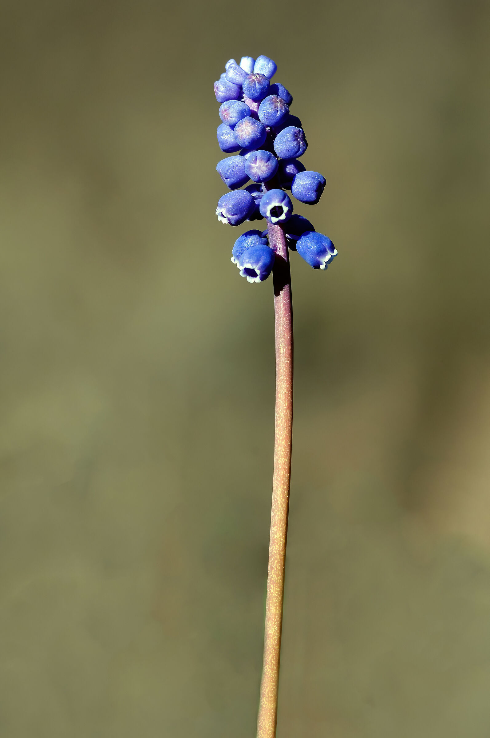 Muscari racemosum