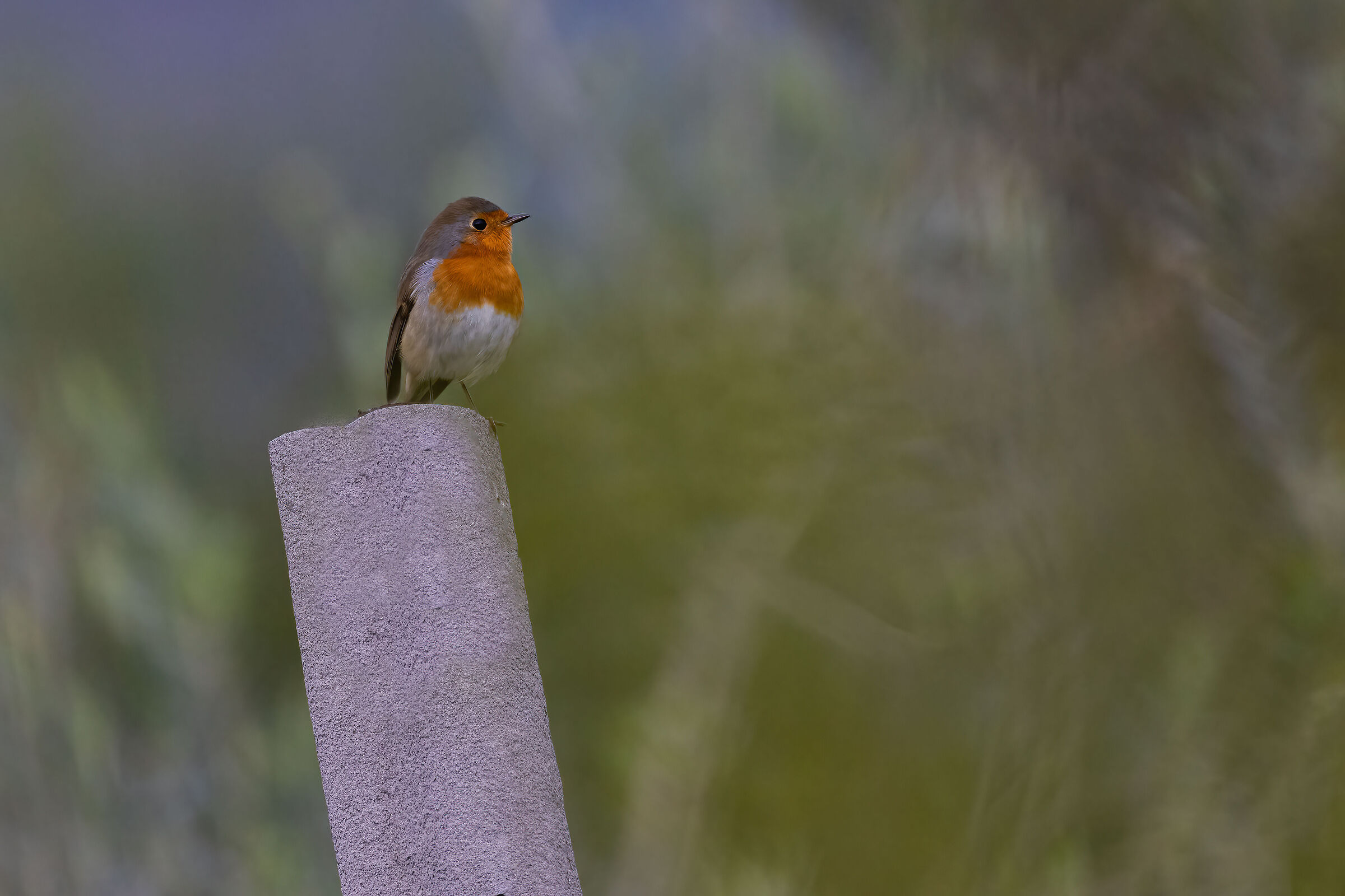 Robin