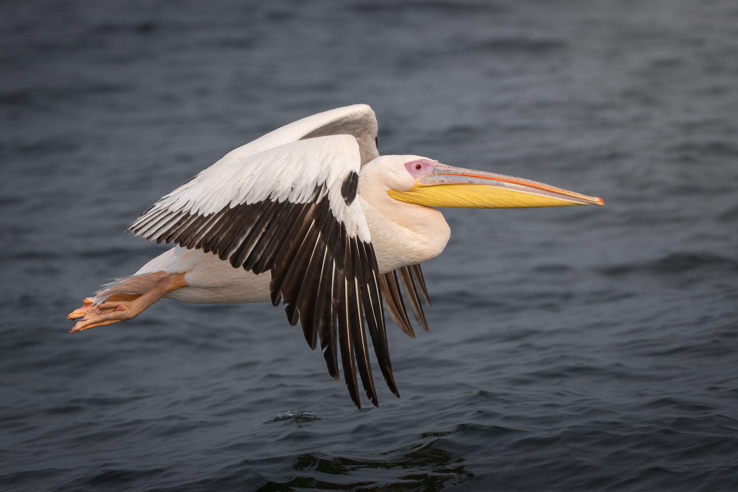 Large white pelican