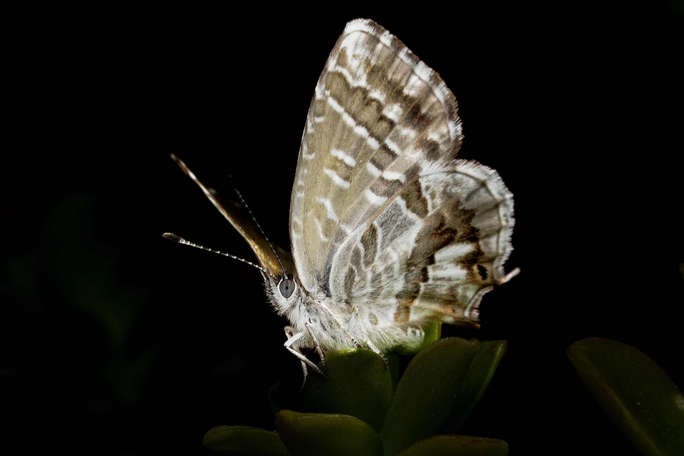 Cacyreus Marshalli