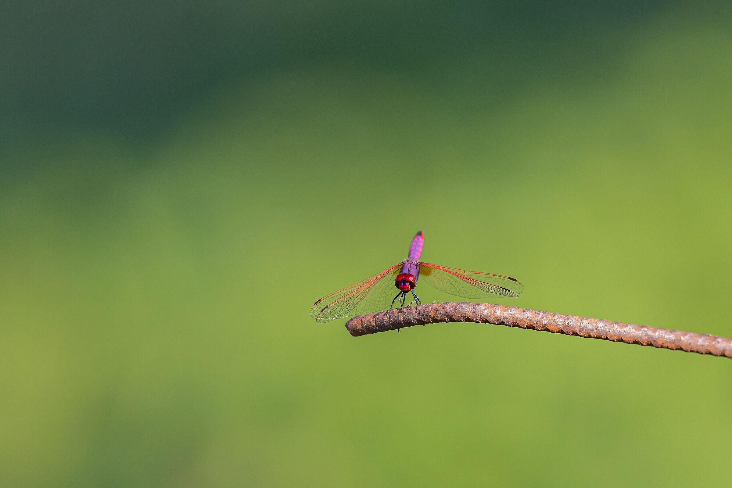 Red Dragonfly