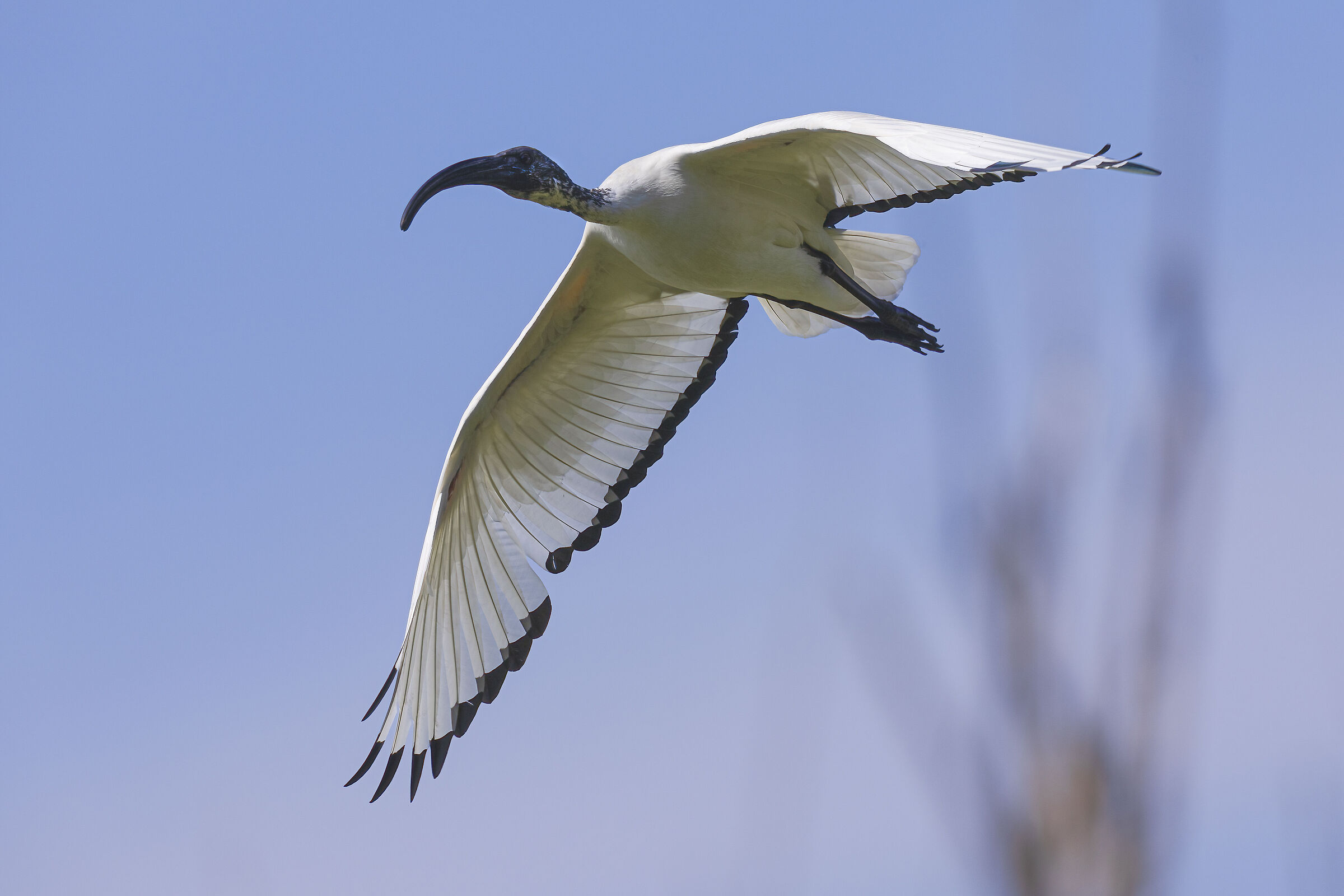 Ibis