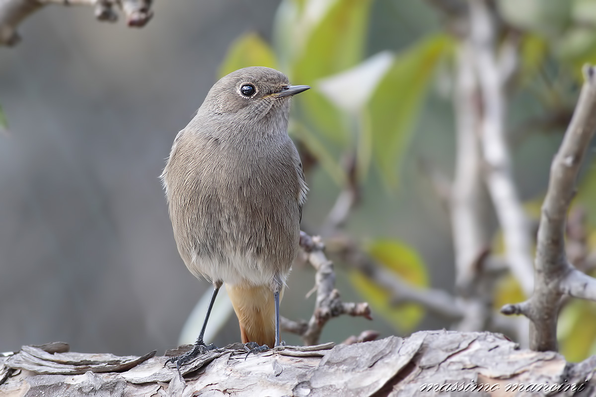 redstart chimney sweep F