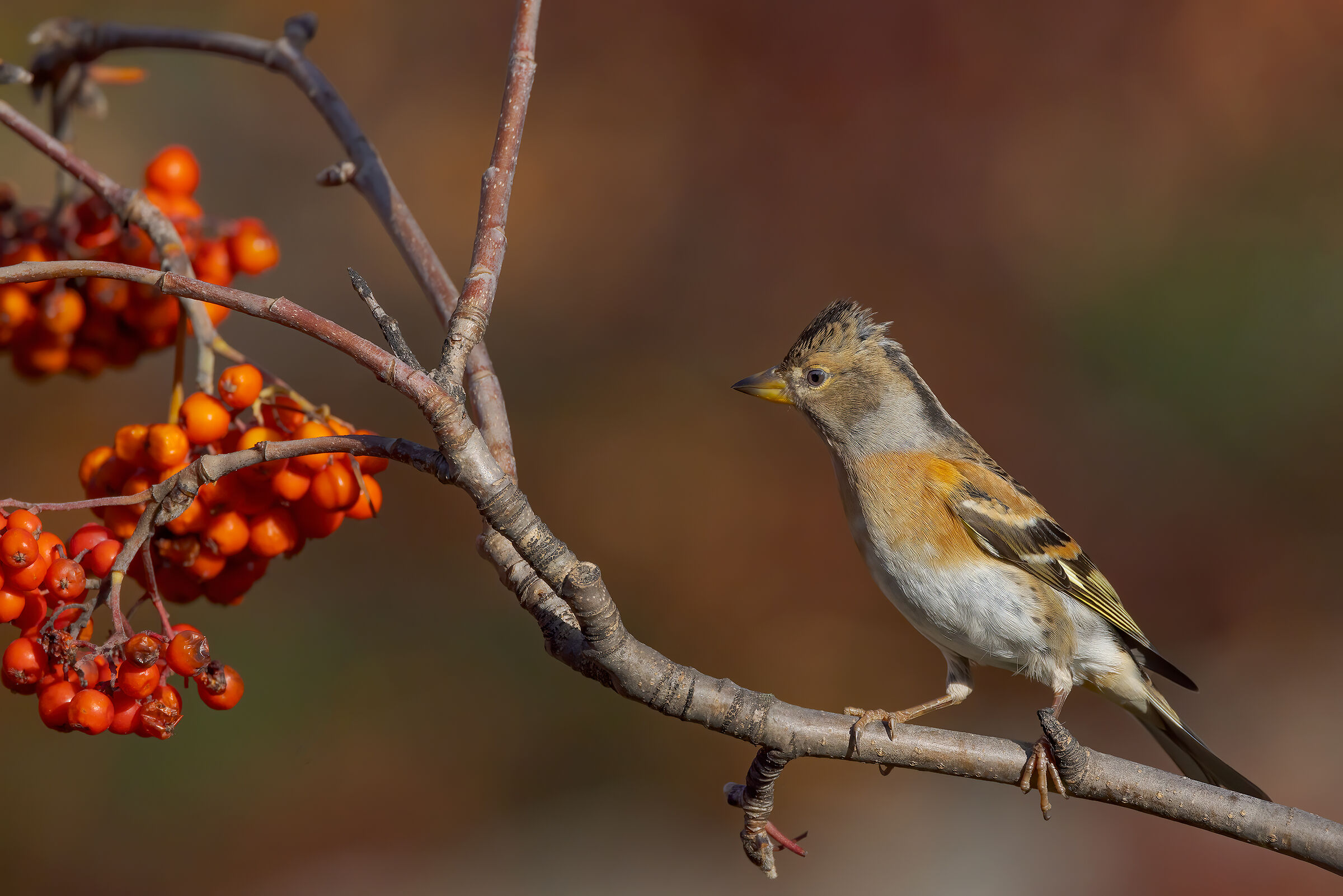 Peppola (Fringilla montifringilla)