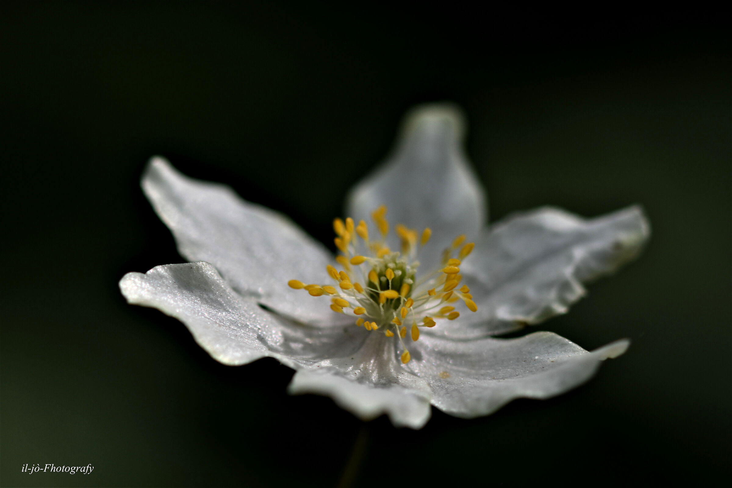 Untitled Photo