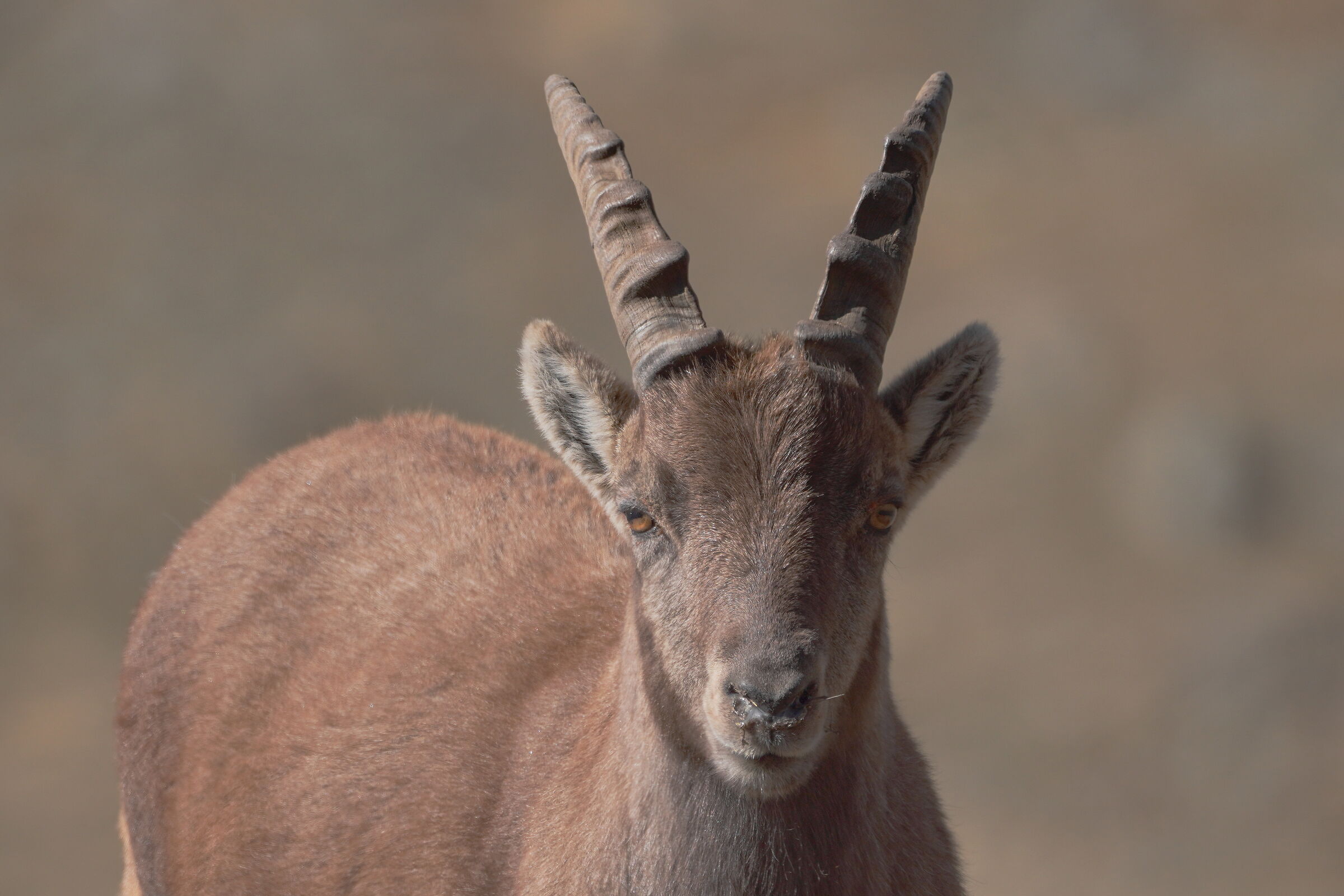 Portrait of the young ibex