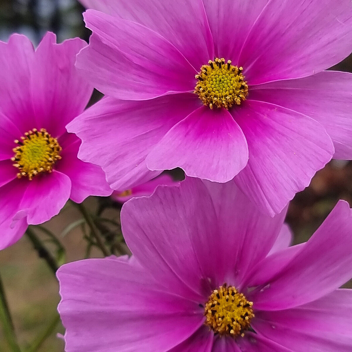 Cosmea in giardino
