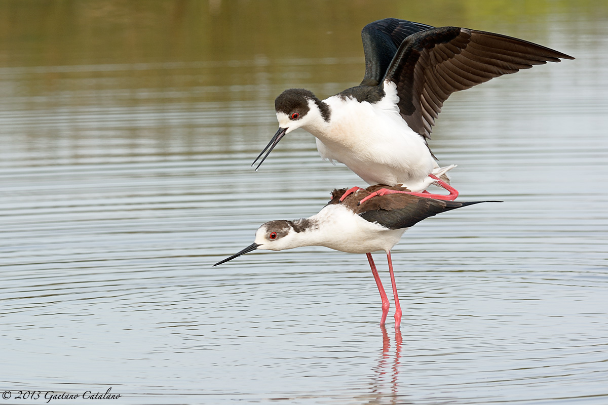 Coupling Knights ...