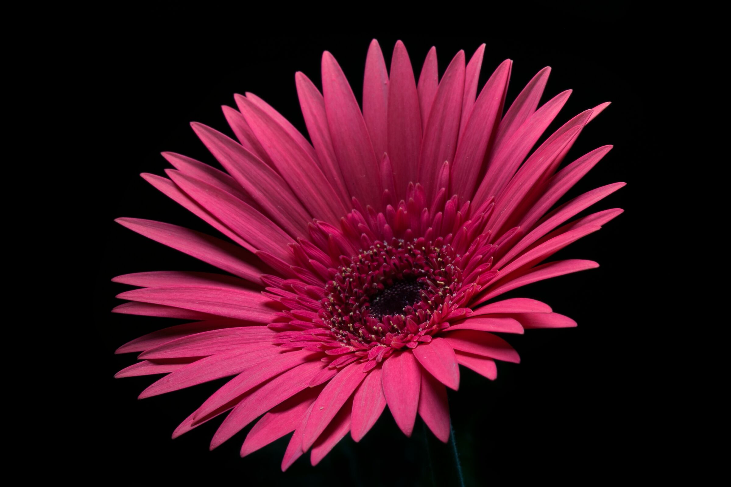 La gerbera