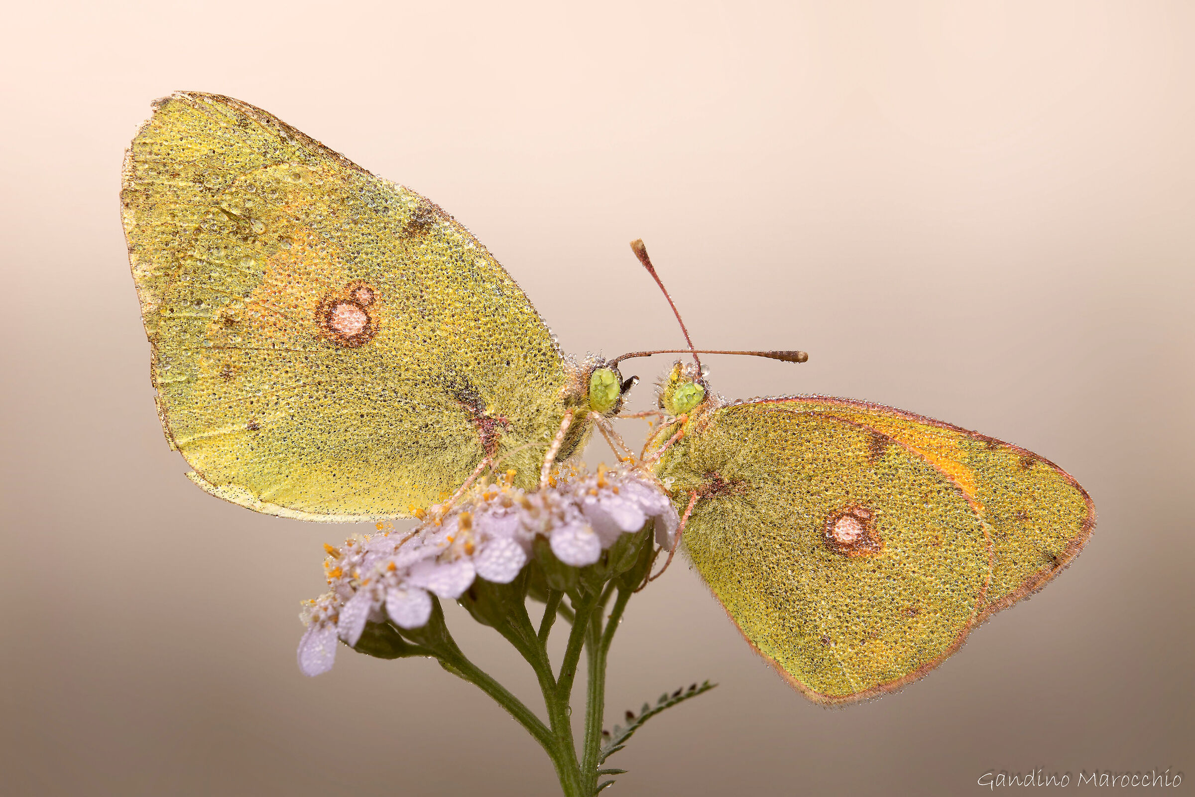 Bis of Colias Crocea