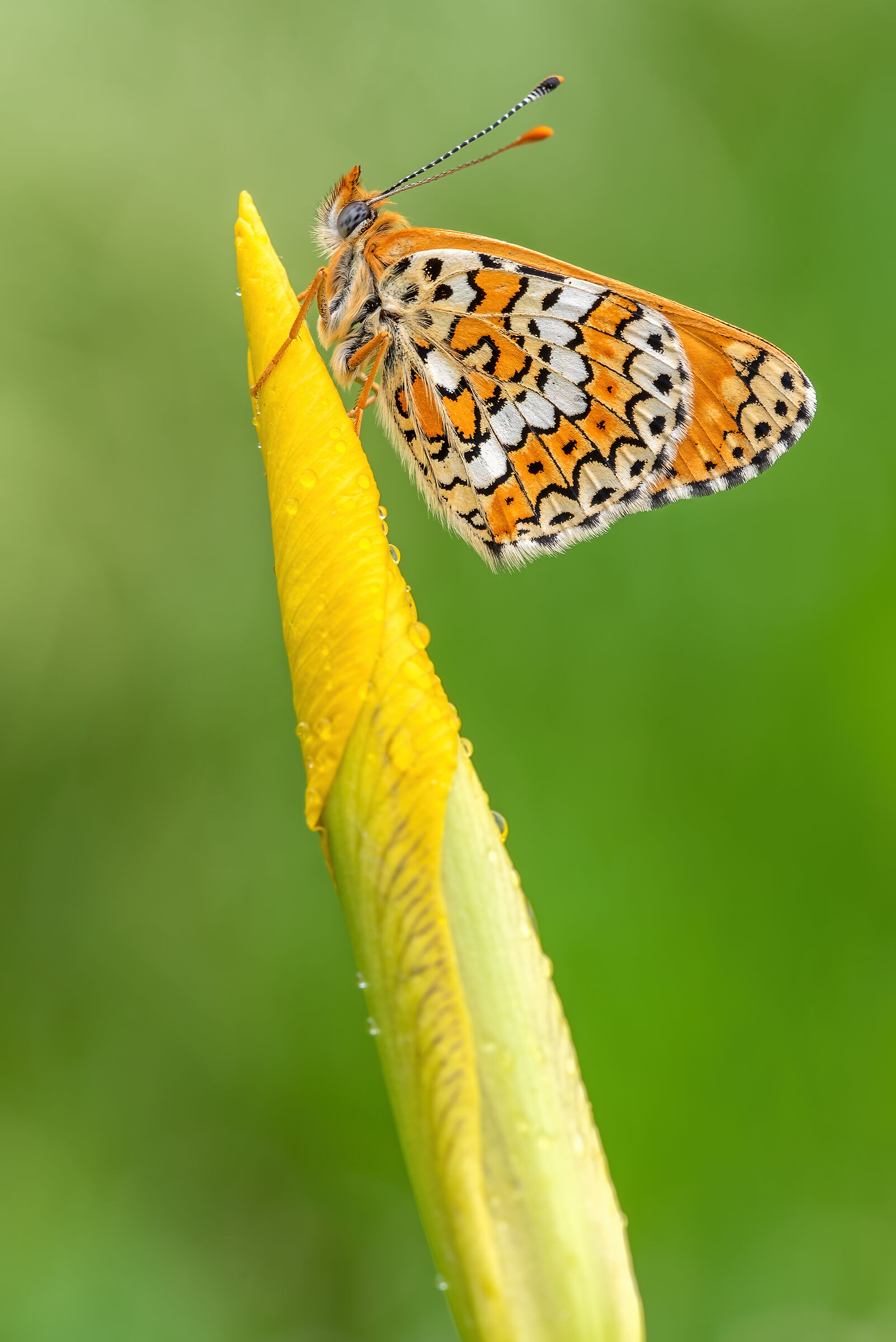 Melitaea sp. z o.o.