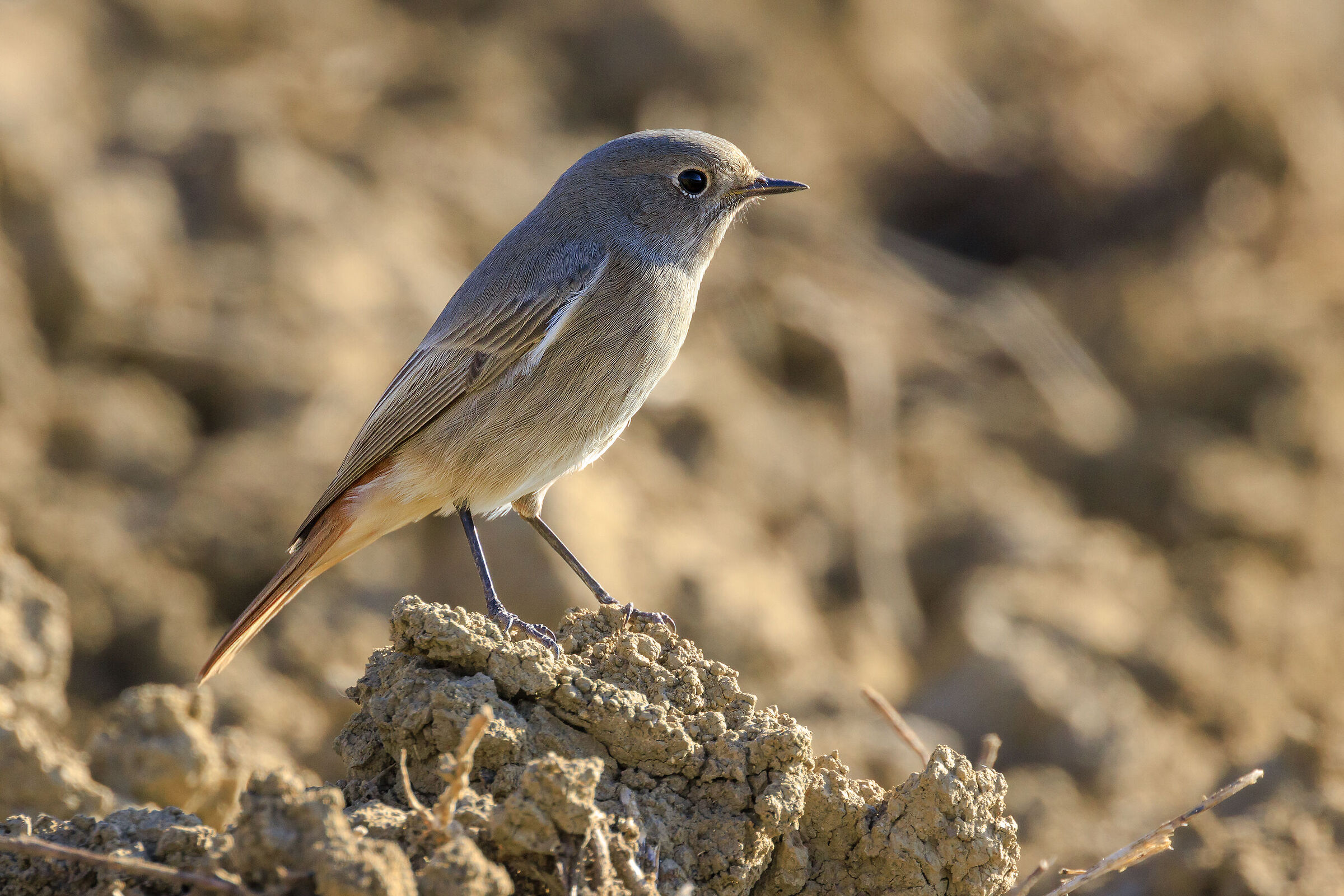 Redstart
