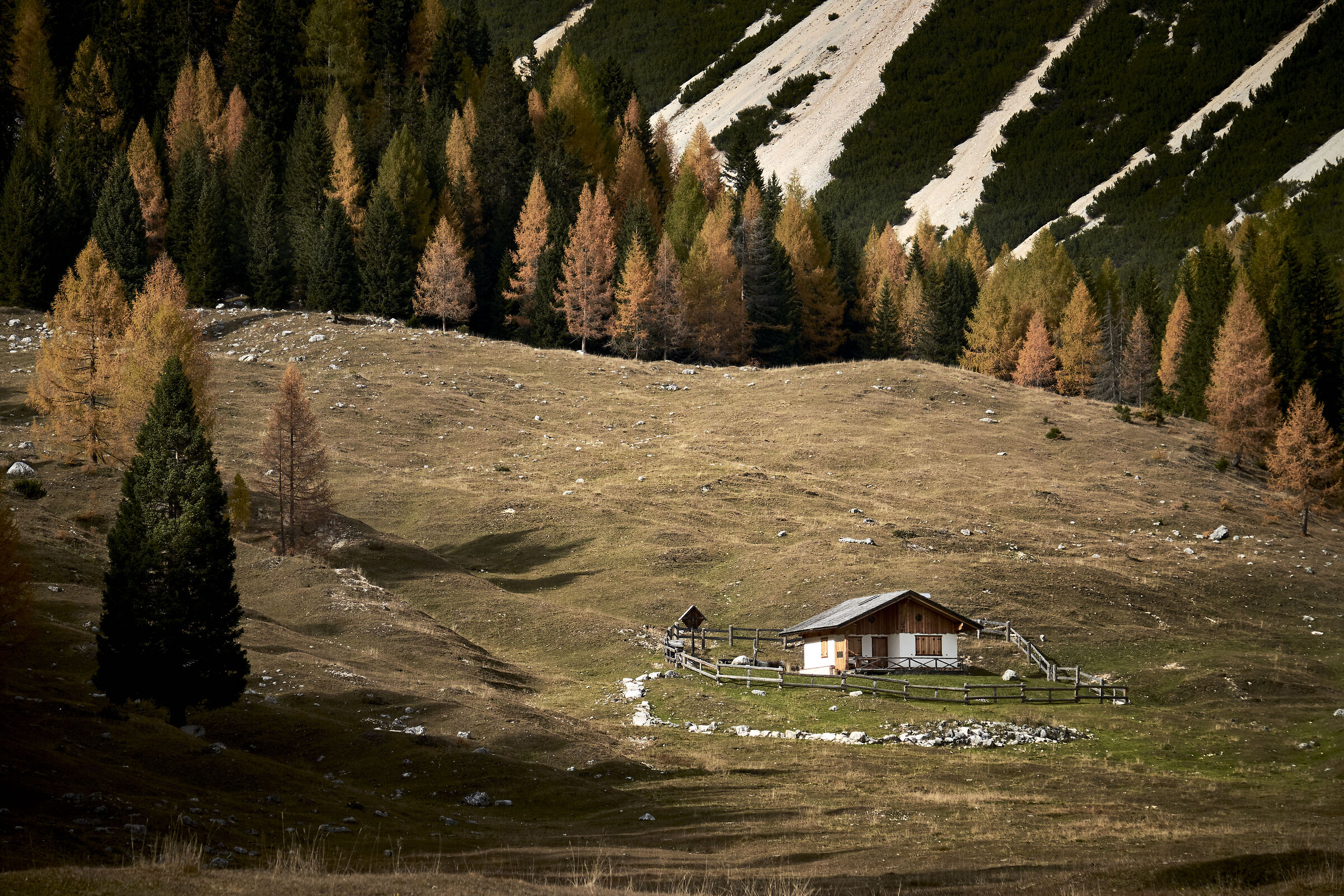 Nei dintorni di Malga Ra Stua (Cortina)