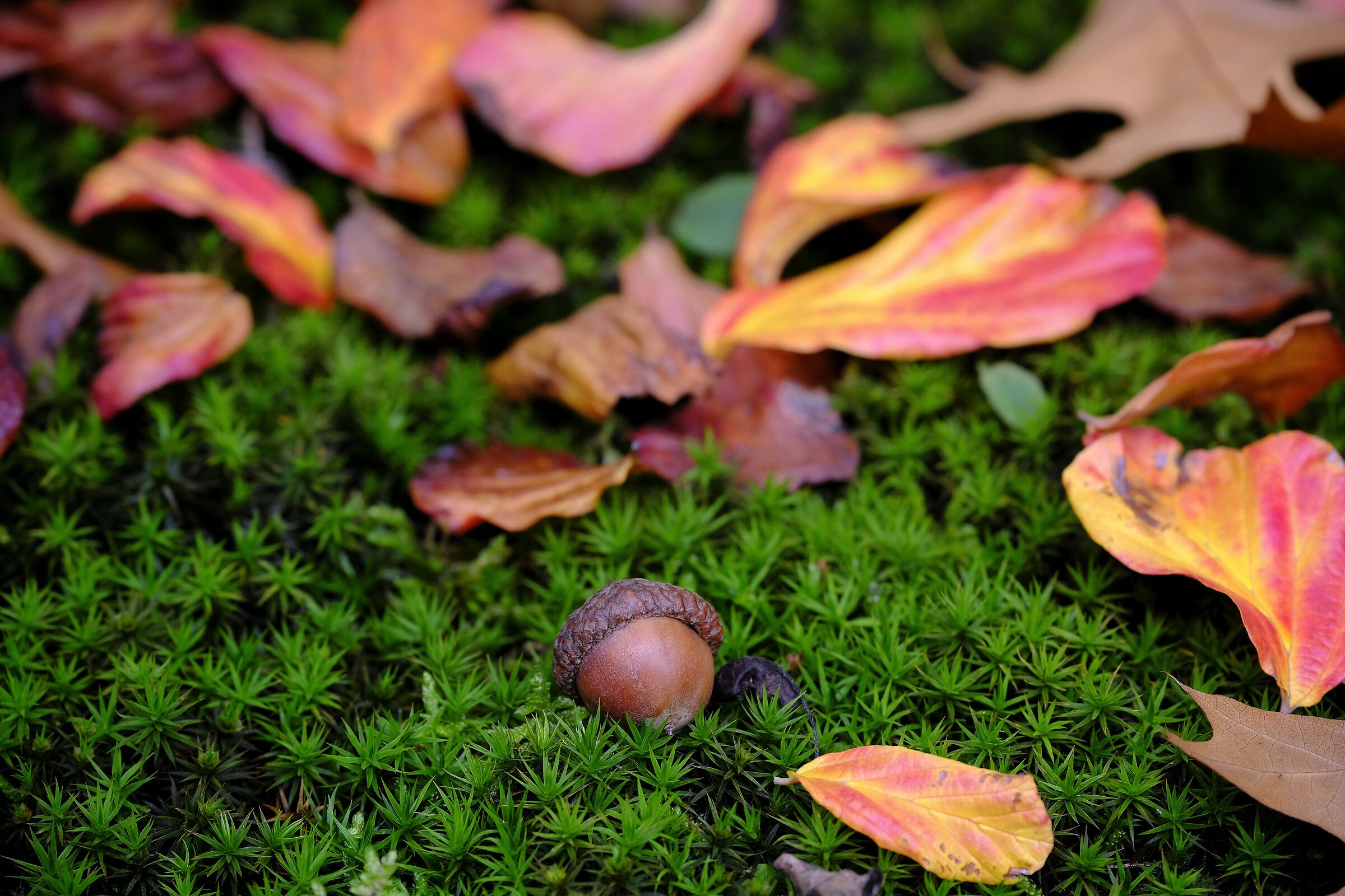 The acorn