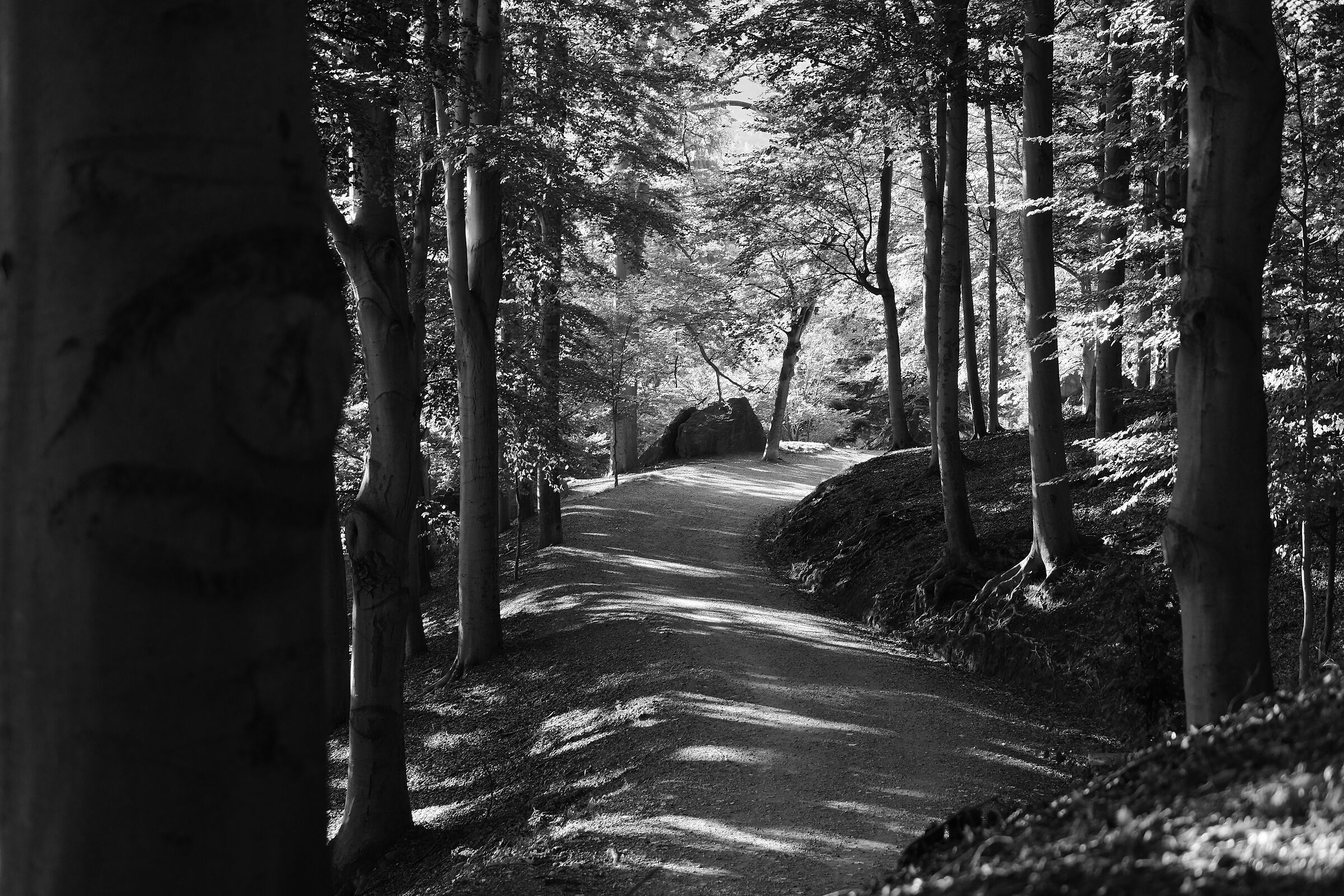 Beech
