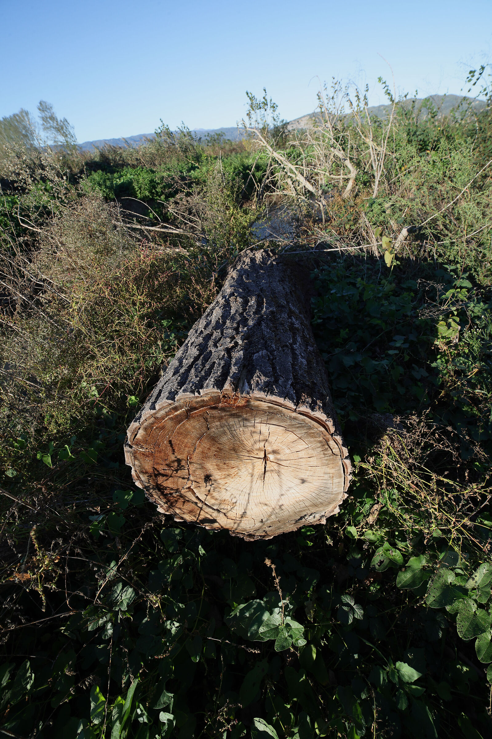 Sharpness test Samyang 14 mm f, 2.8