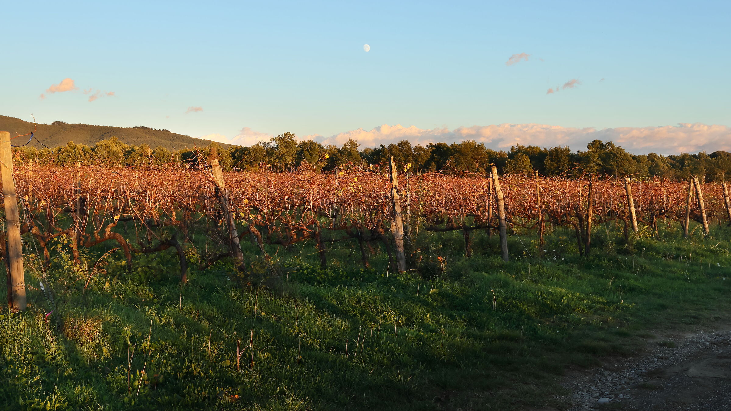 Vineyard Casa Rossa - Il Borro
