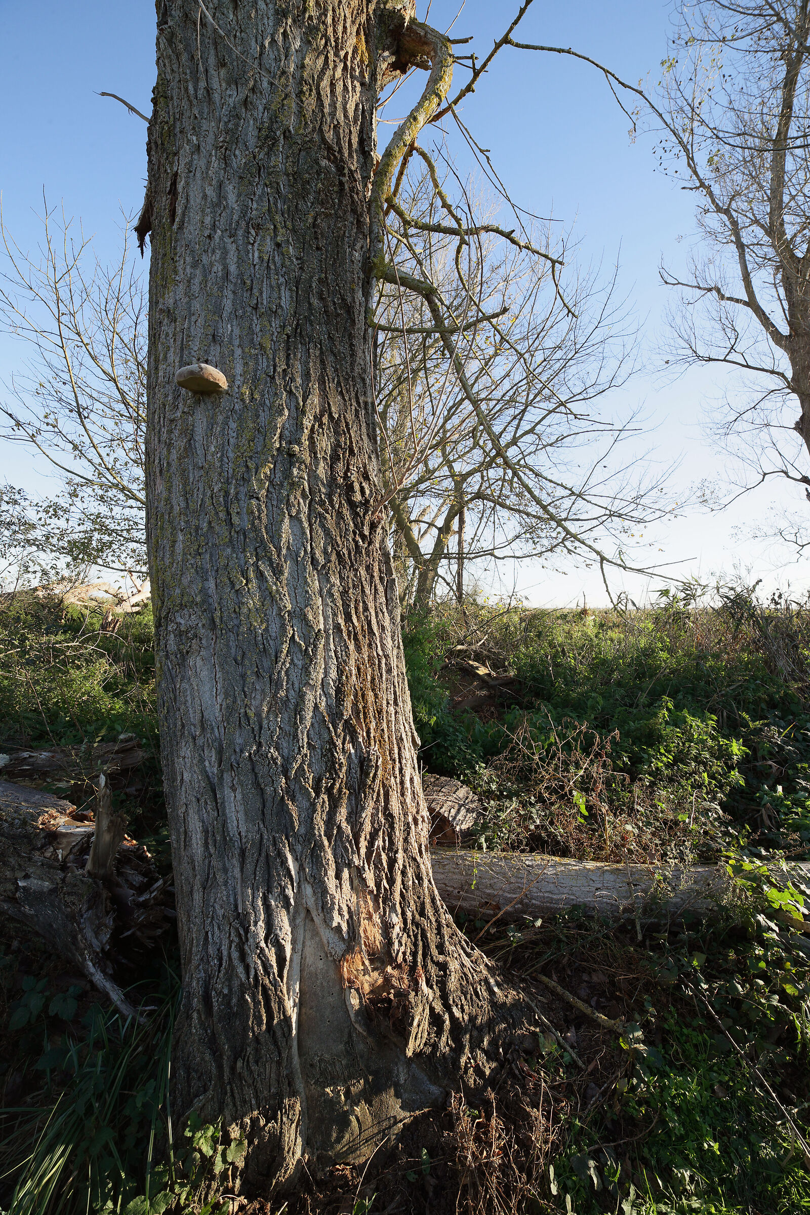 Sharpness test Samyang 14 mm f, 2.8