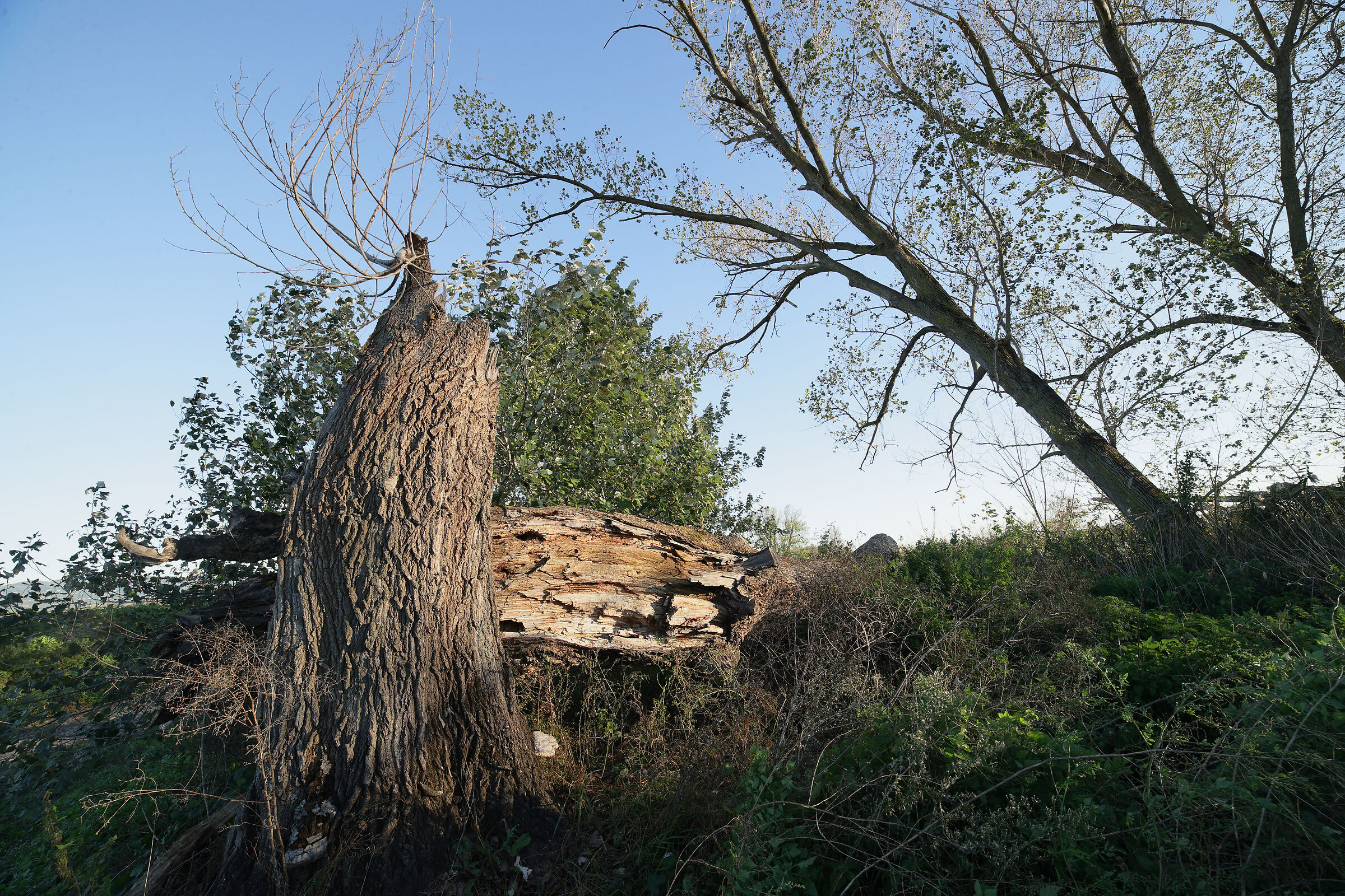 Sharpness test Samyang 14 mm f, 2.8