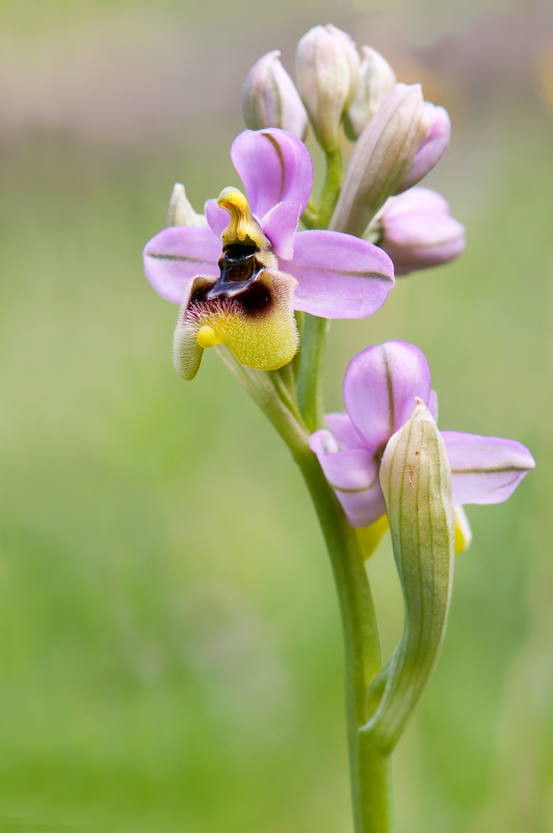 Ophrys tenthredinifera