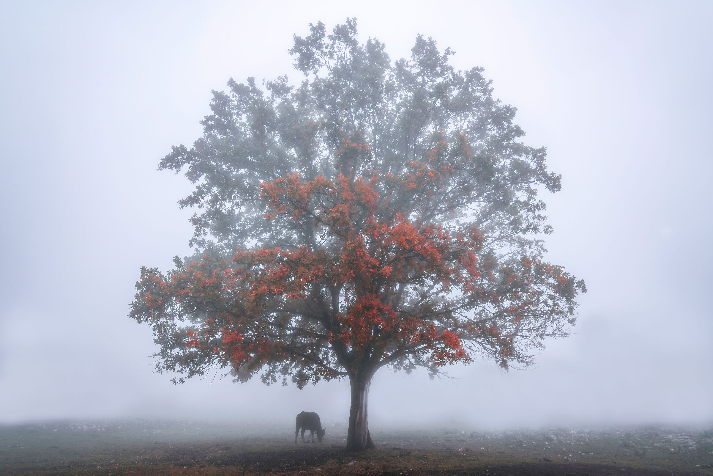 Fog and autumn