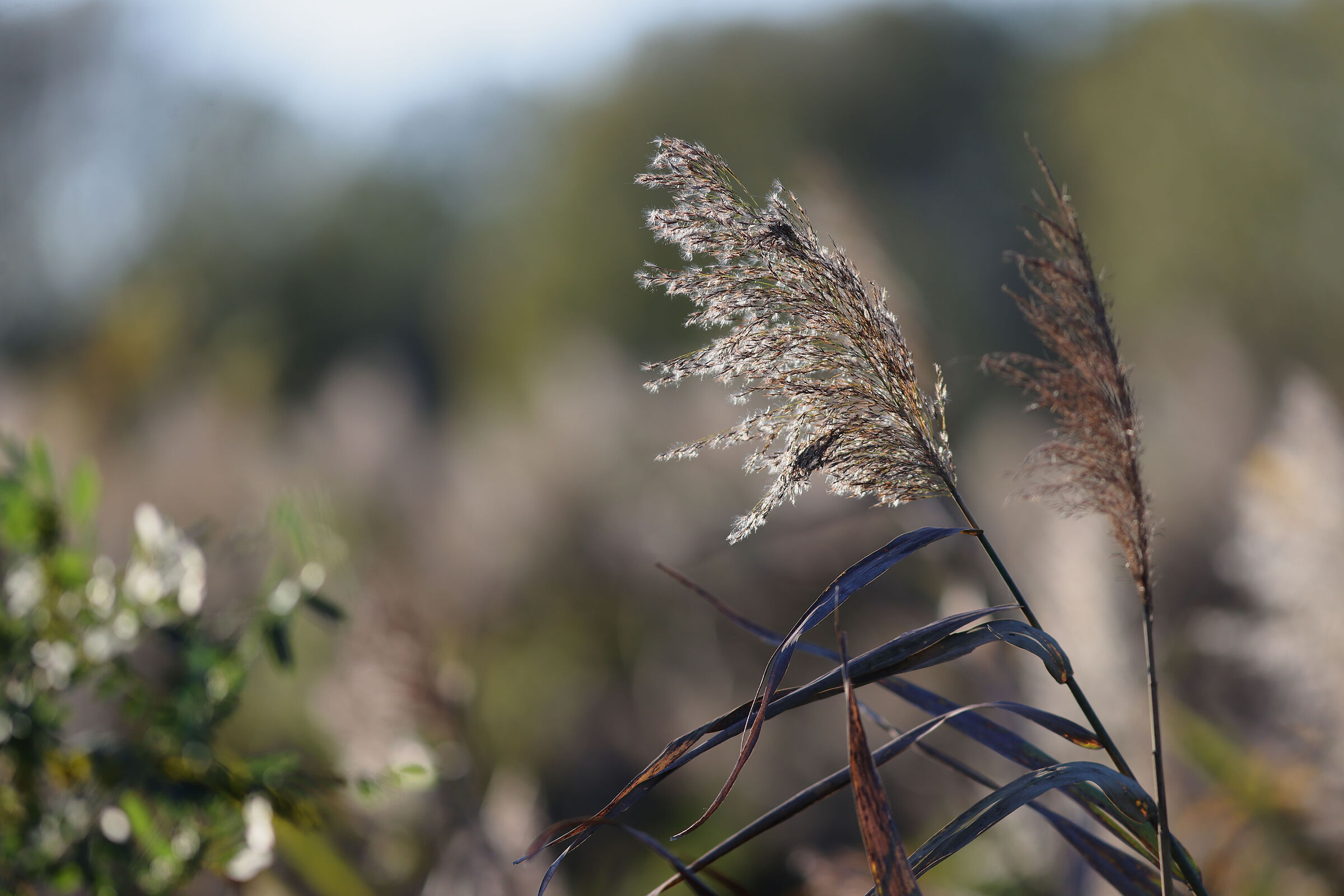 Try Canon 300mm. f. 4