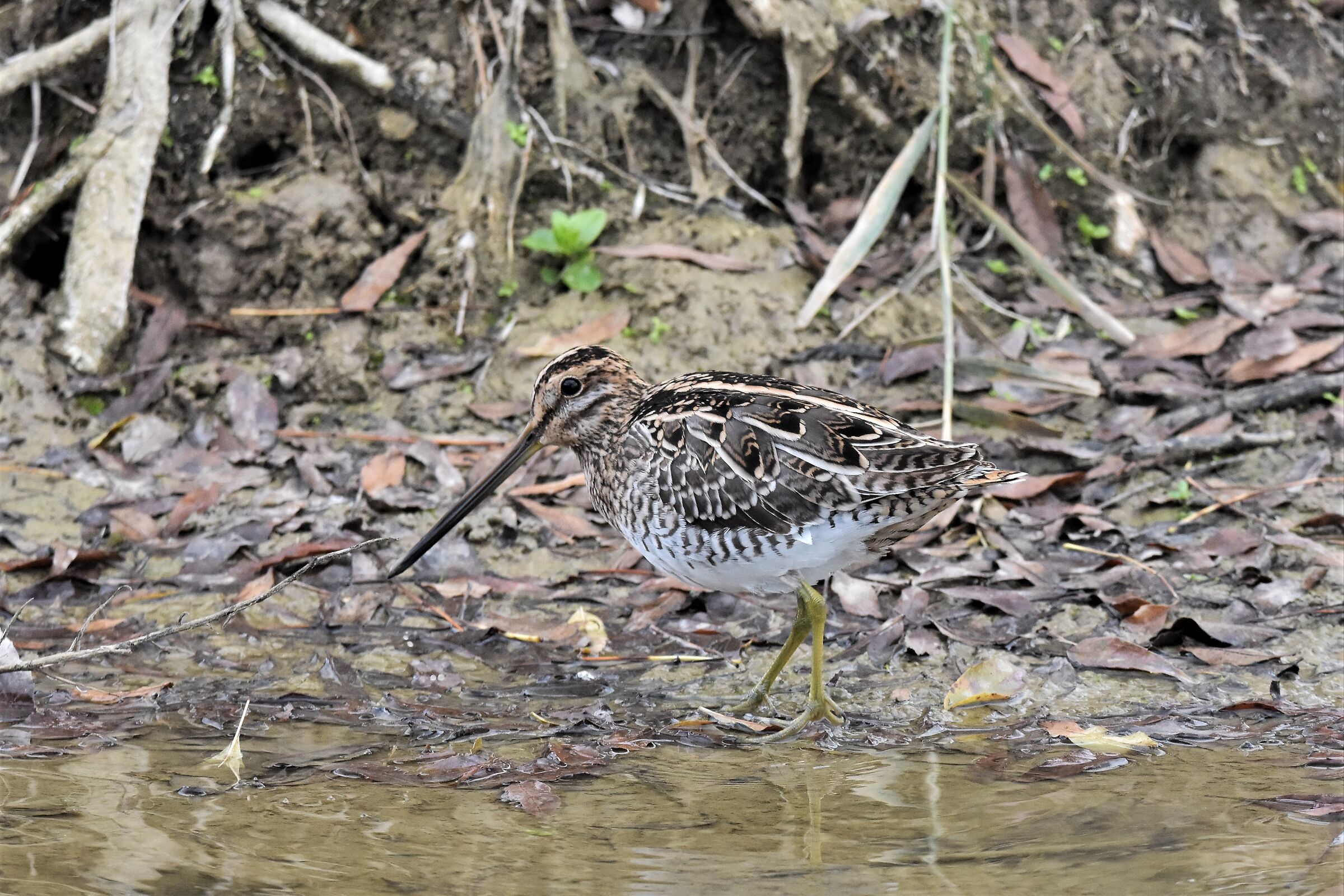Snipe