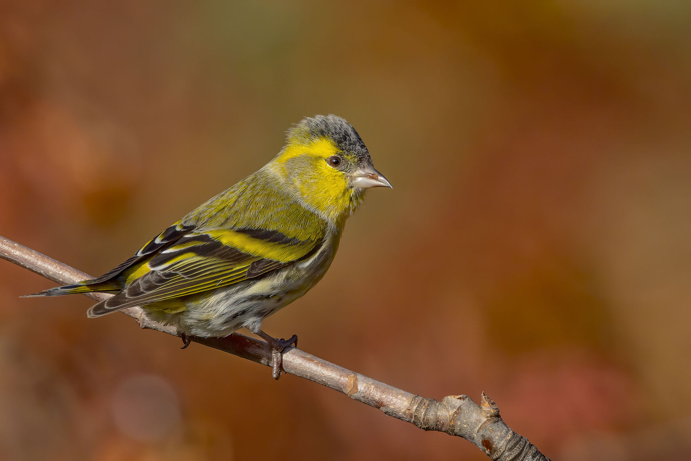Lucherino &male; (Spinus spinus)