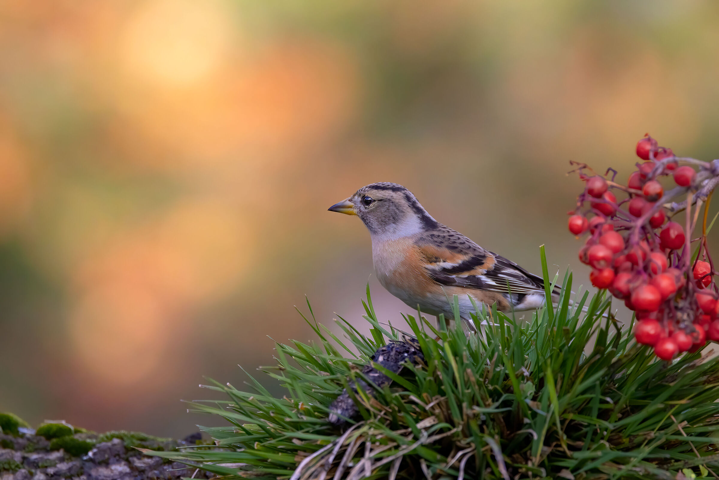 Peppola (Fringilla montifringilla)