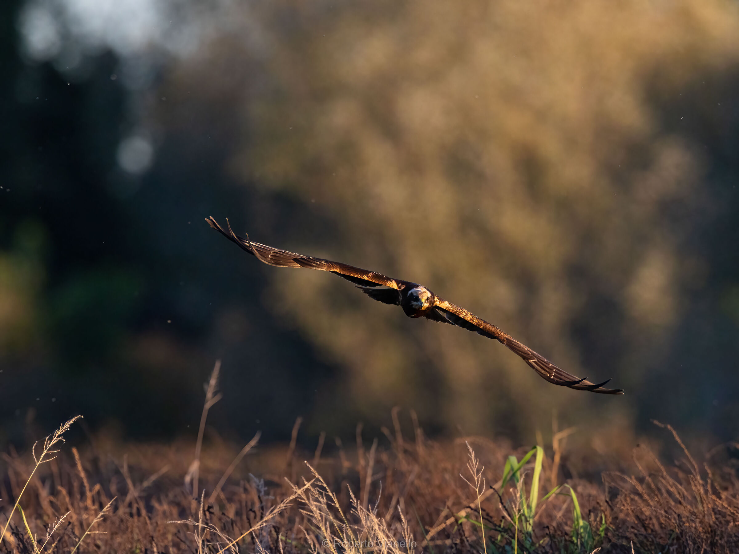 Falco di palude giovane (Circus aeruginosus)