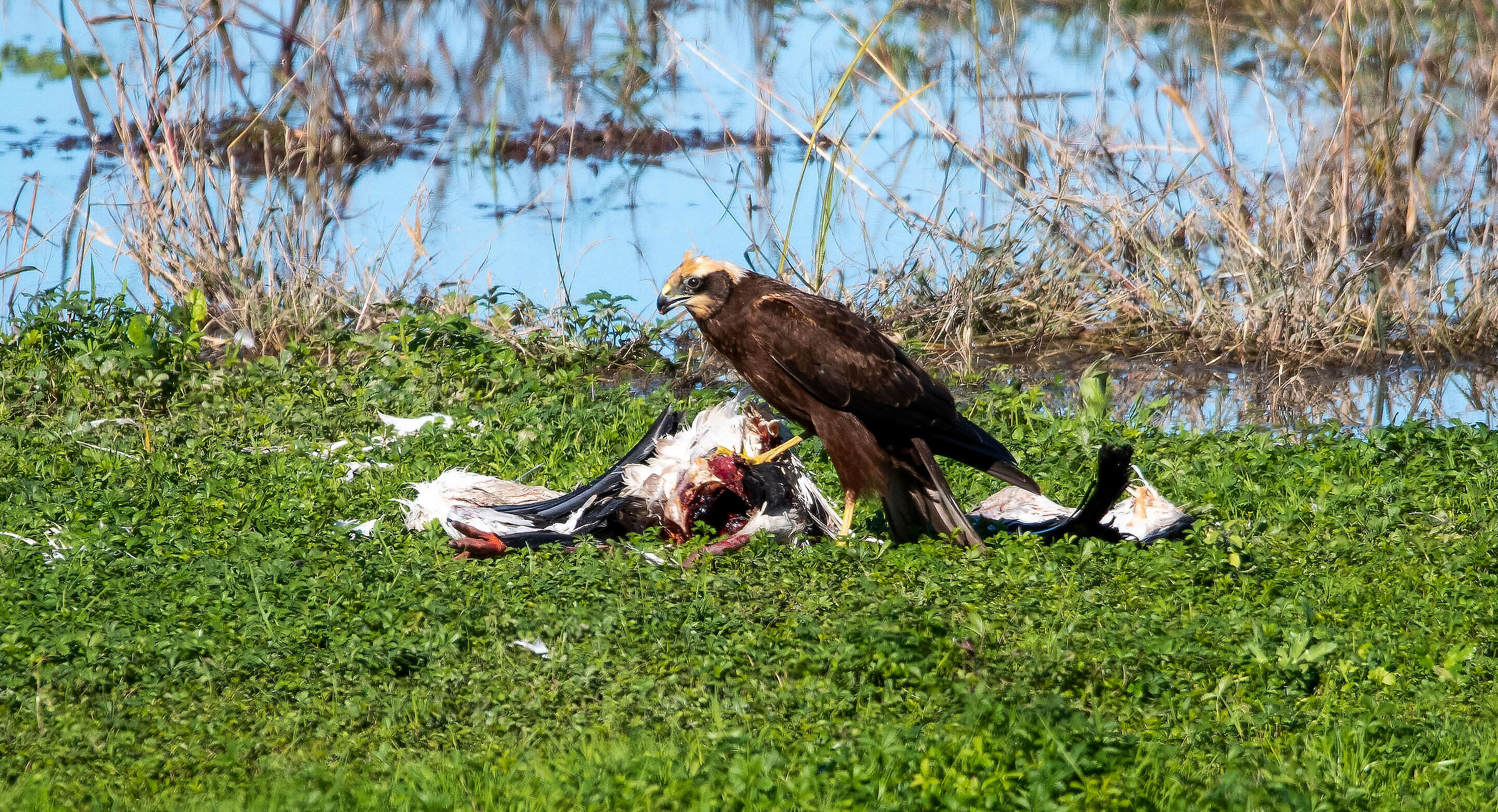 Marsh harrier with young stork carcass