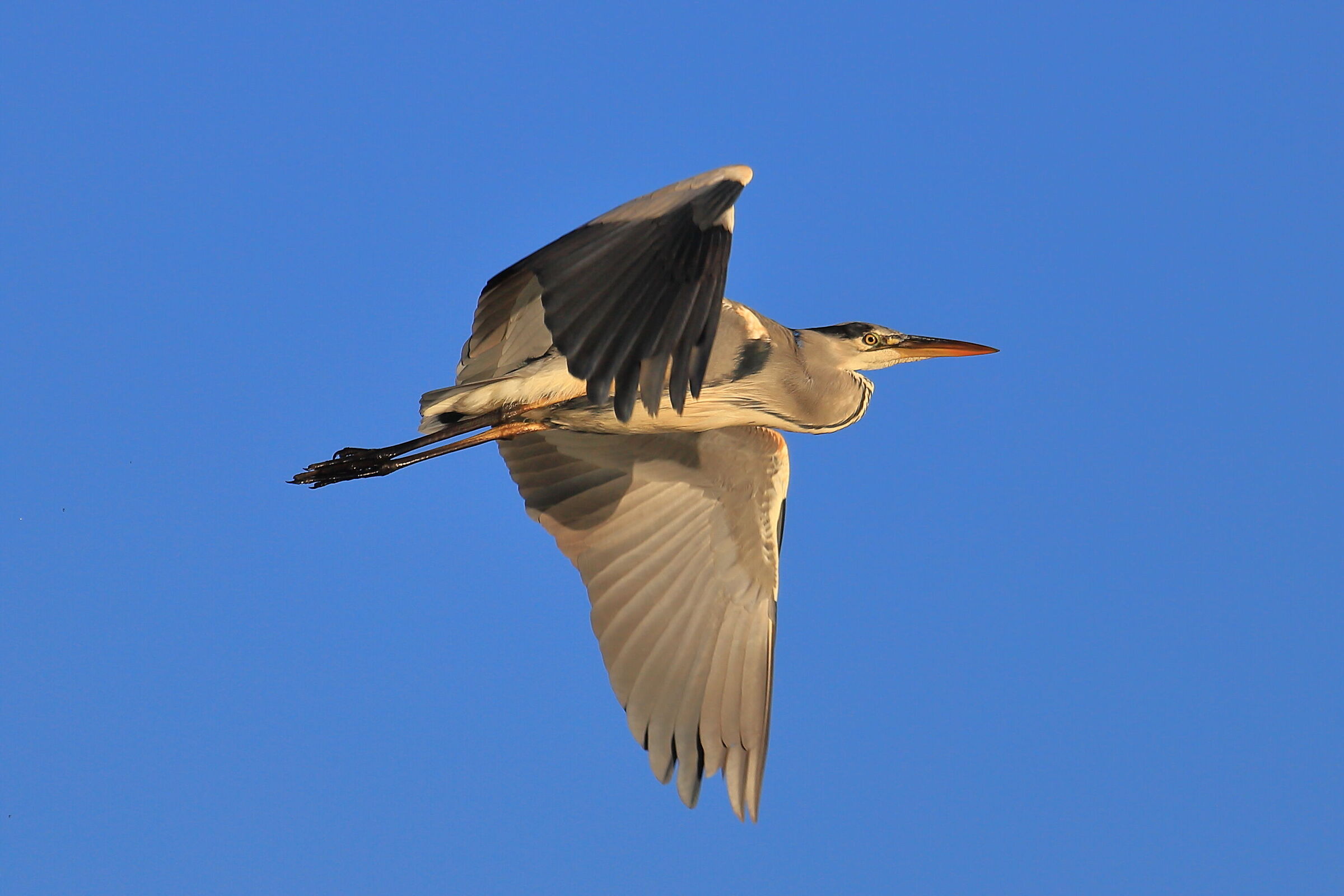 Airone Cenerino ( Ardea cinerea)
