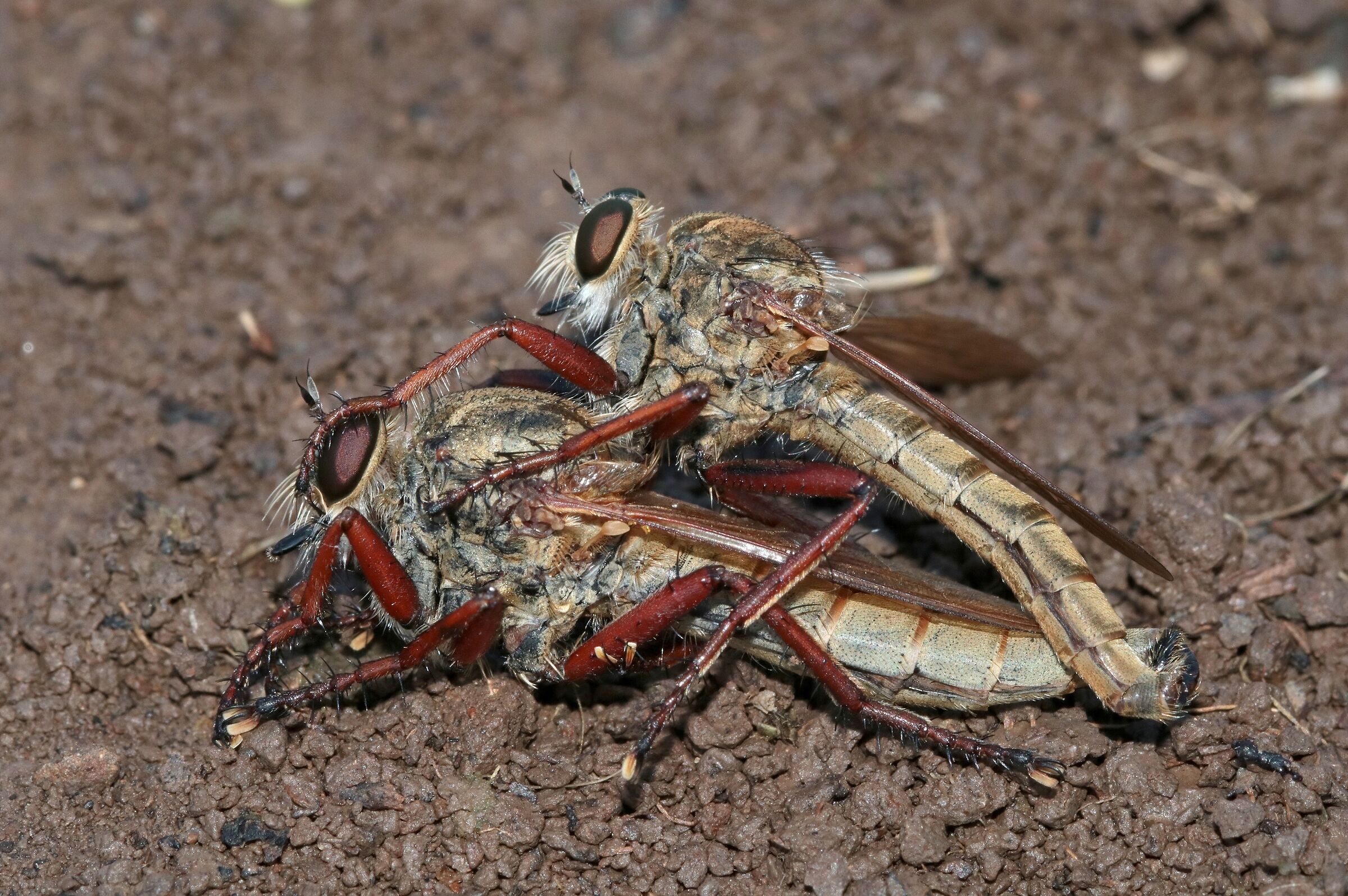 Asilidae (mating)