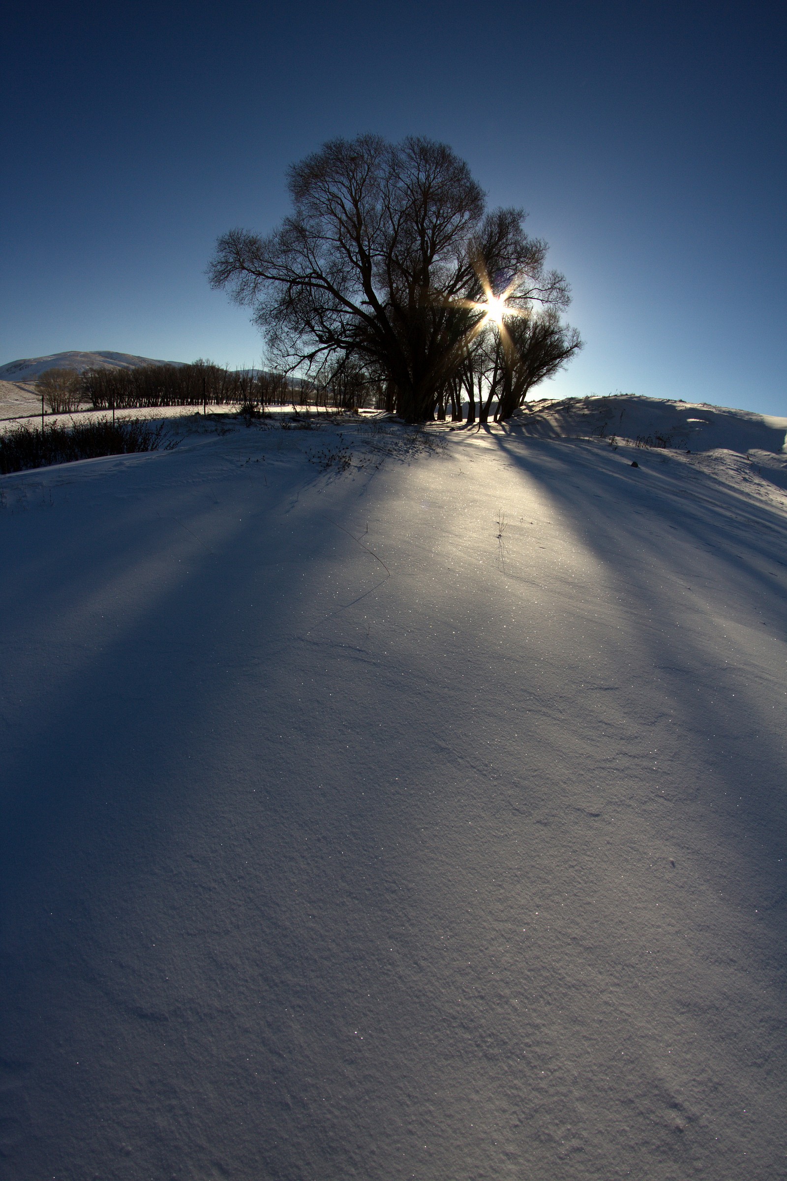 Snow&Trees