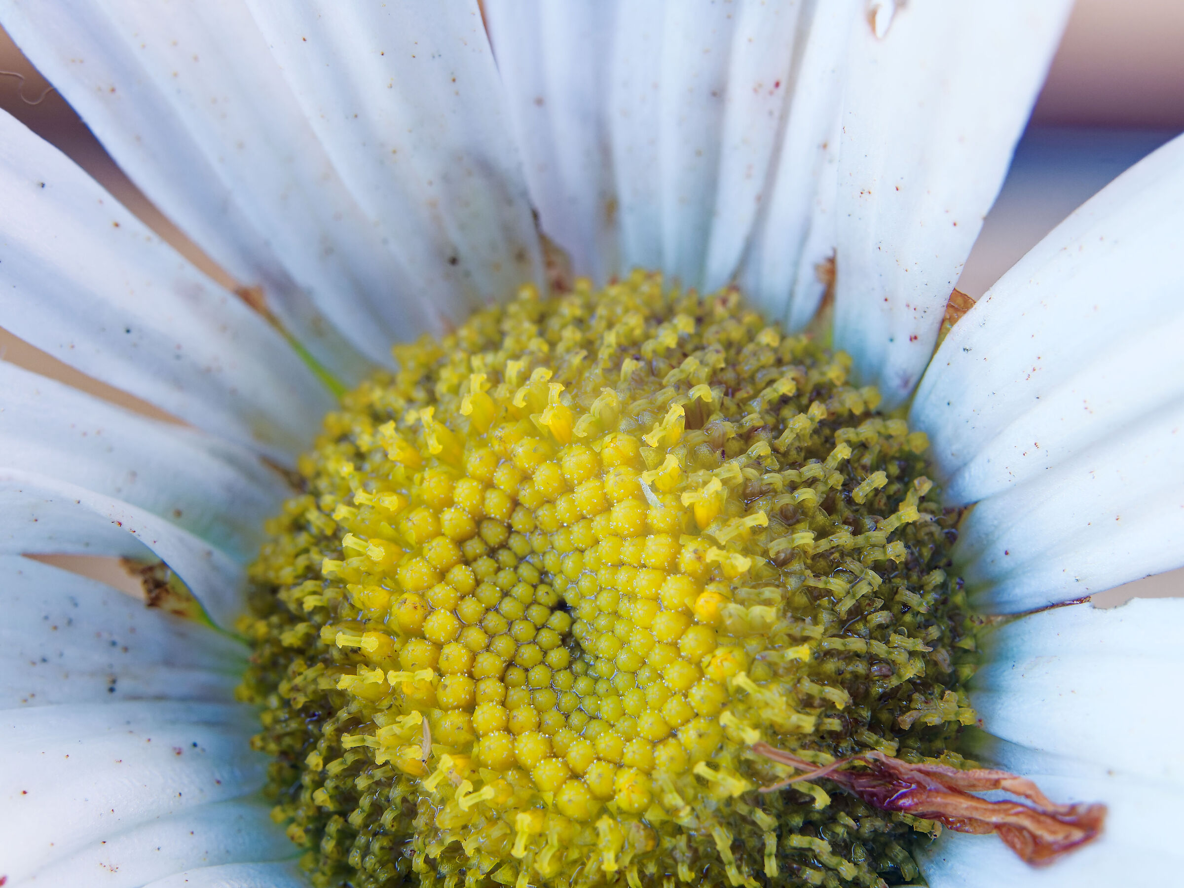 Daisies with shrimp