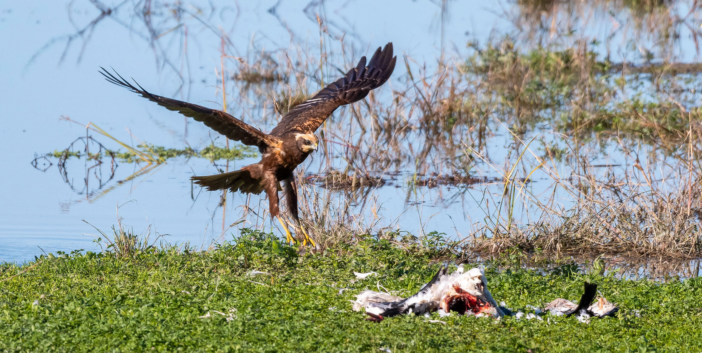 Il falco e la carcassa